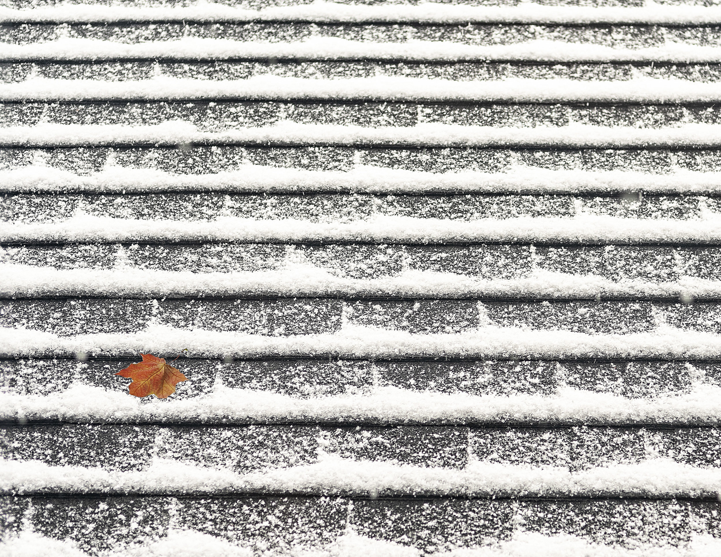 Roof Snow Leaf - Gary Peel