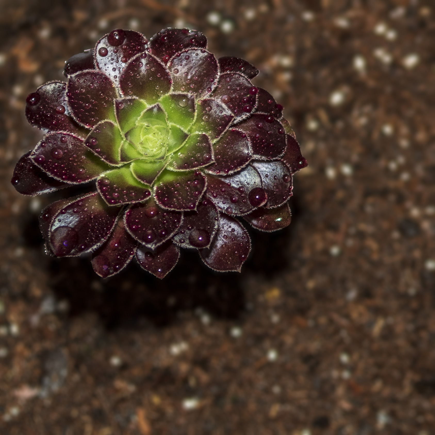 Aeonium - Gary Peel