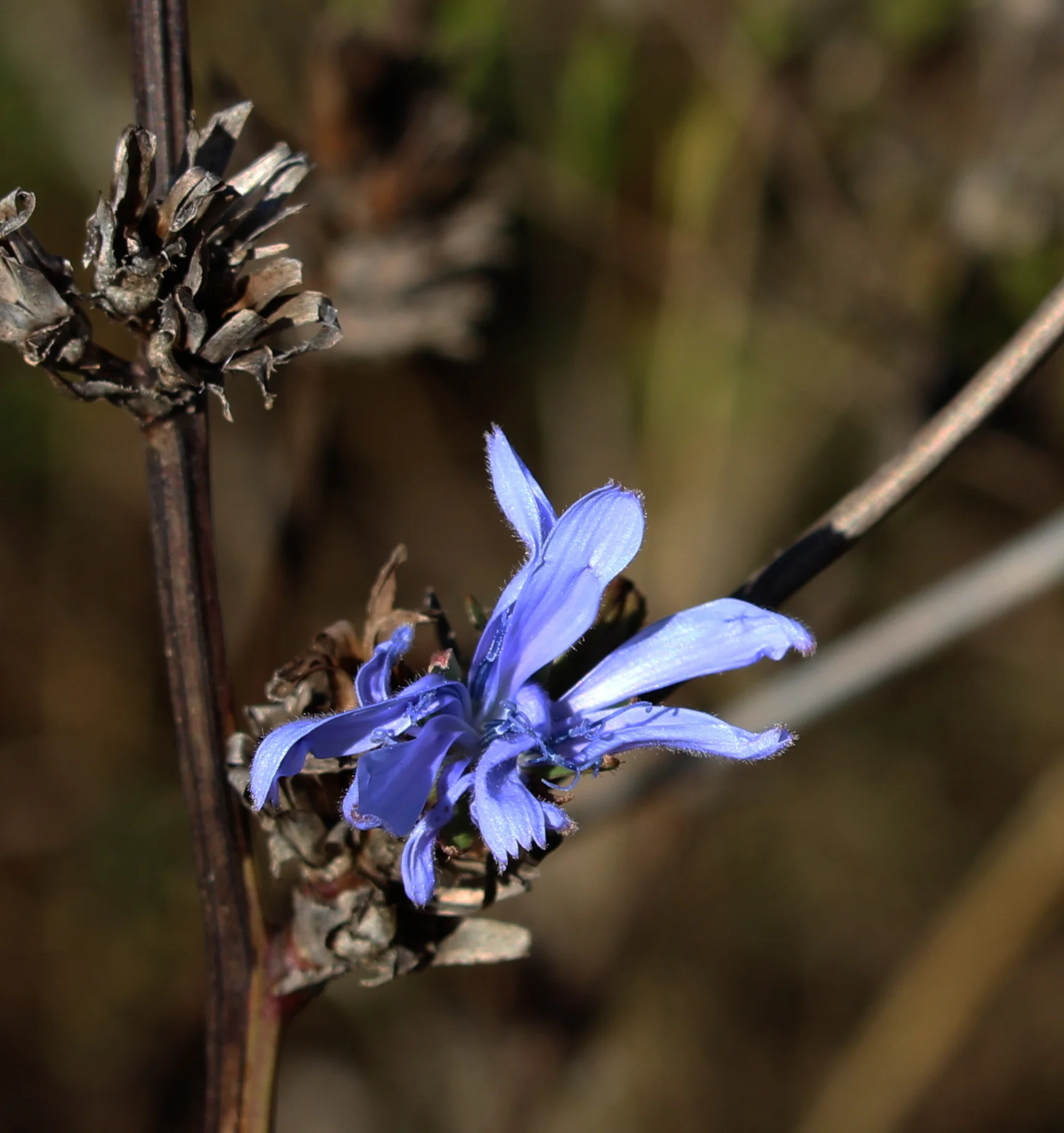 Chicory1a - Carl Wagner