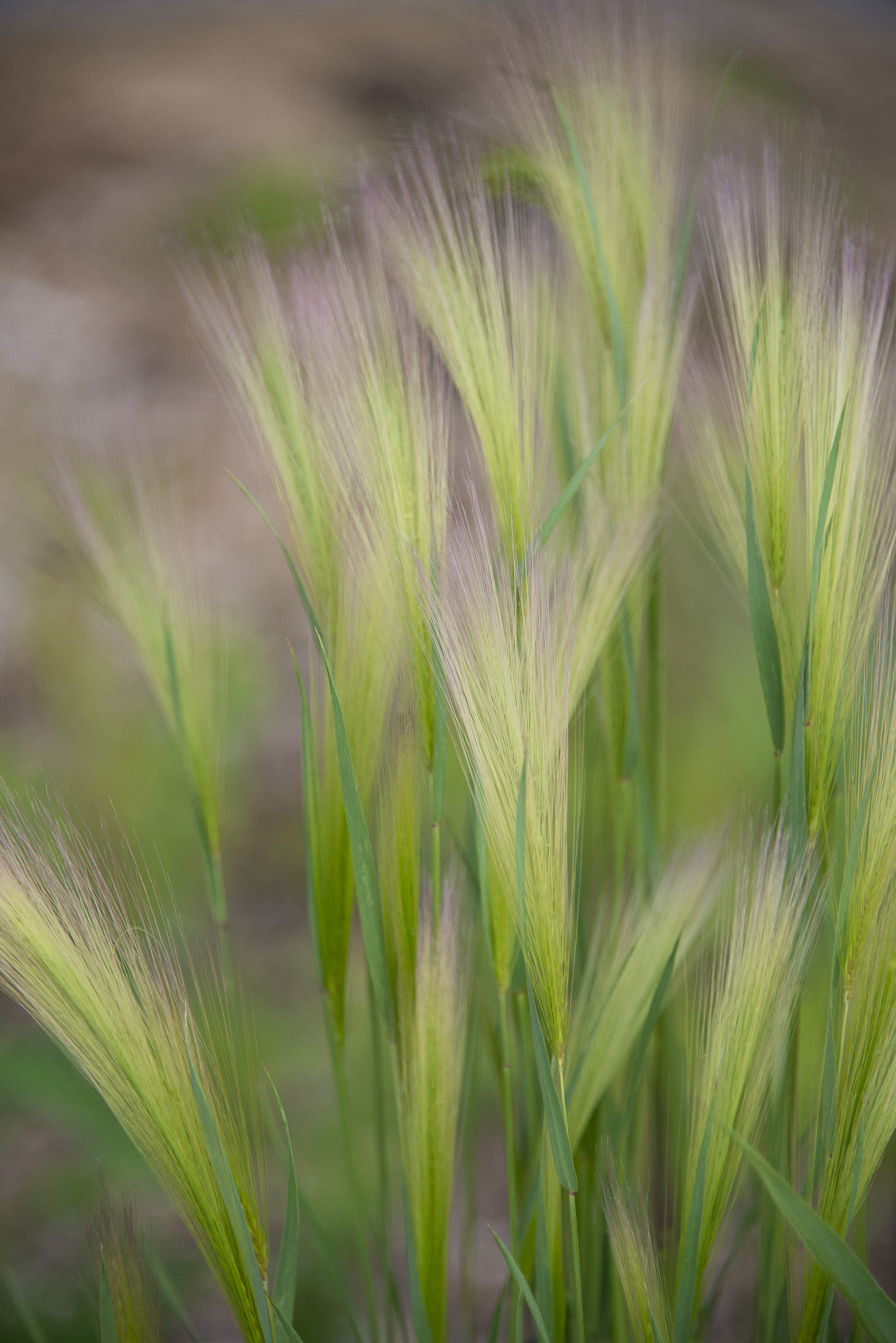 Swaying in the Breeze - Phyllis Bankier