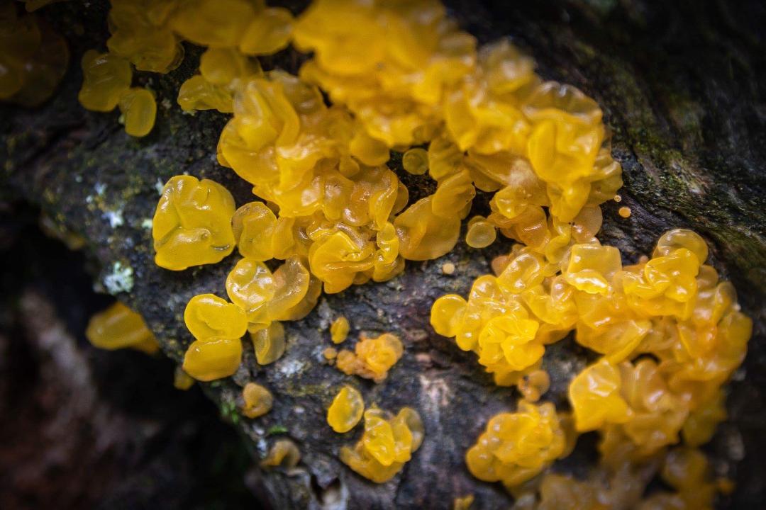 Witches Butter - Marci Konopa