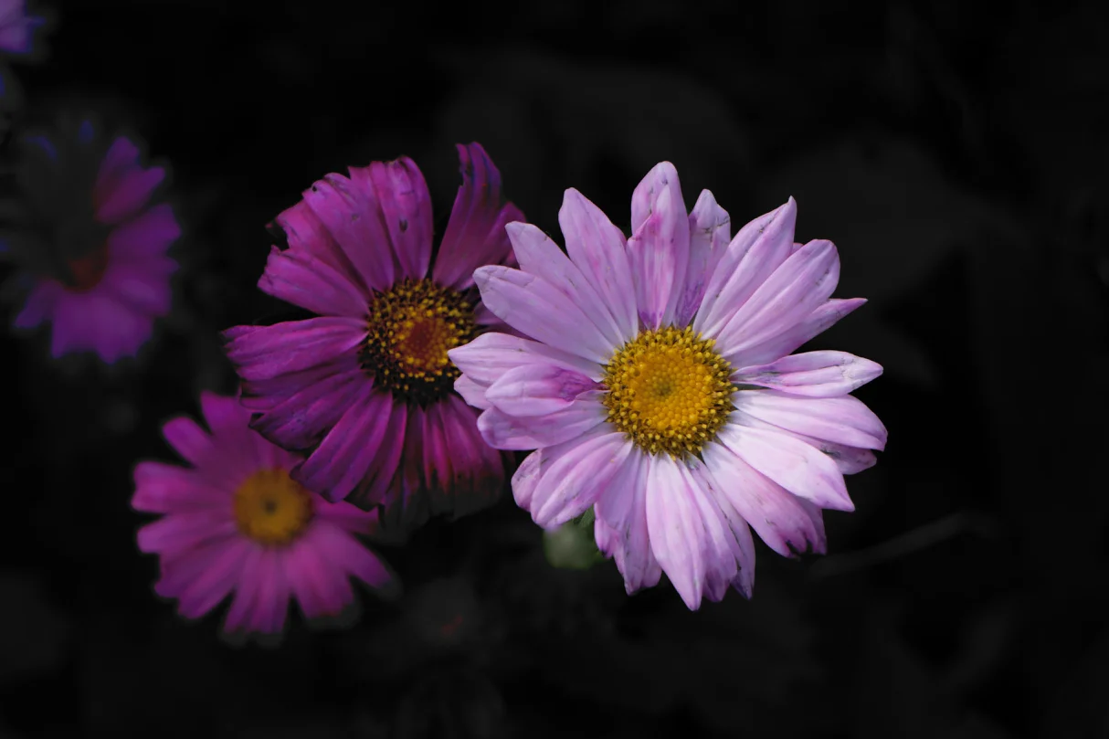 Best of Show also Nature 1st place - Purple Presence - Ann Matousek