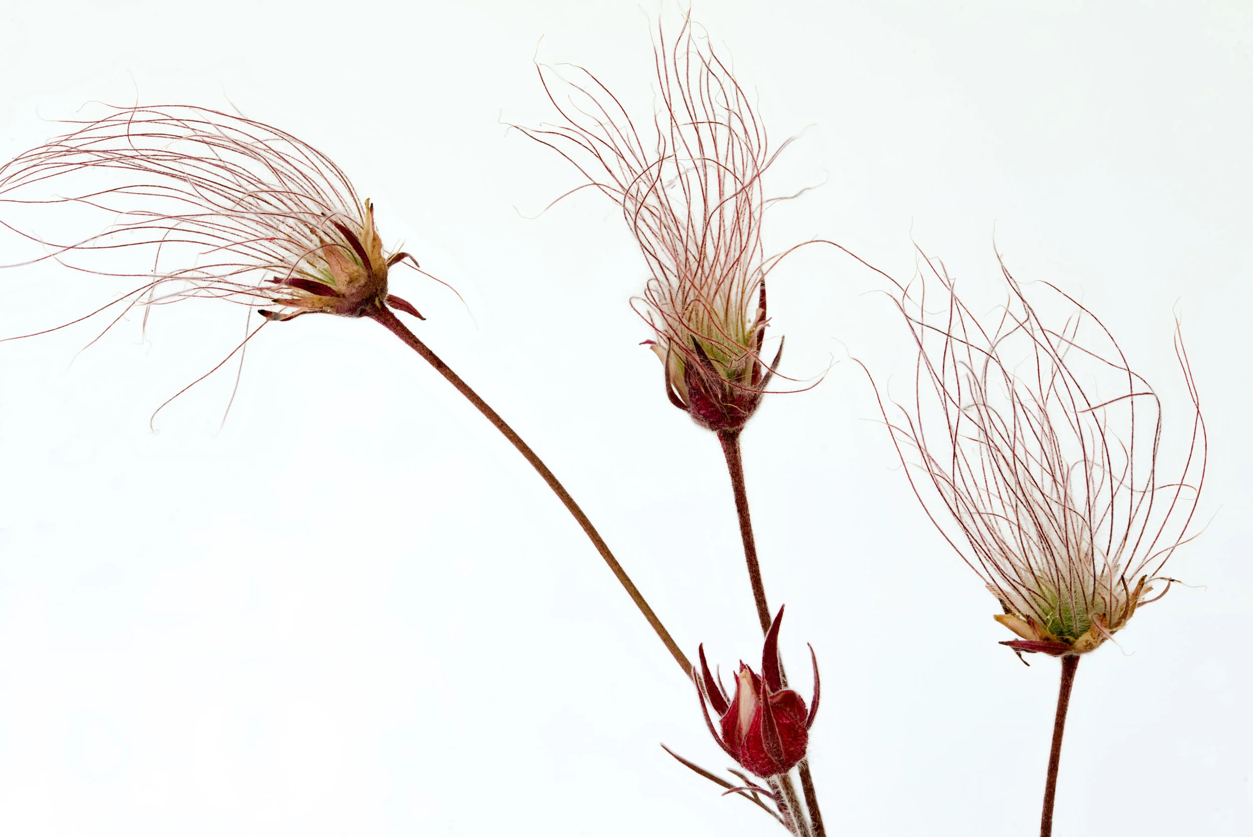 Nature - Prairie Smoke Seeds - Phyllis Bankier