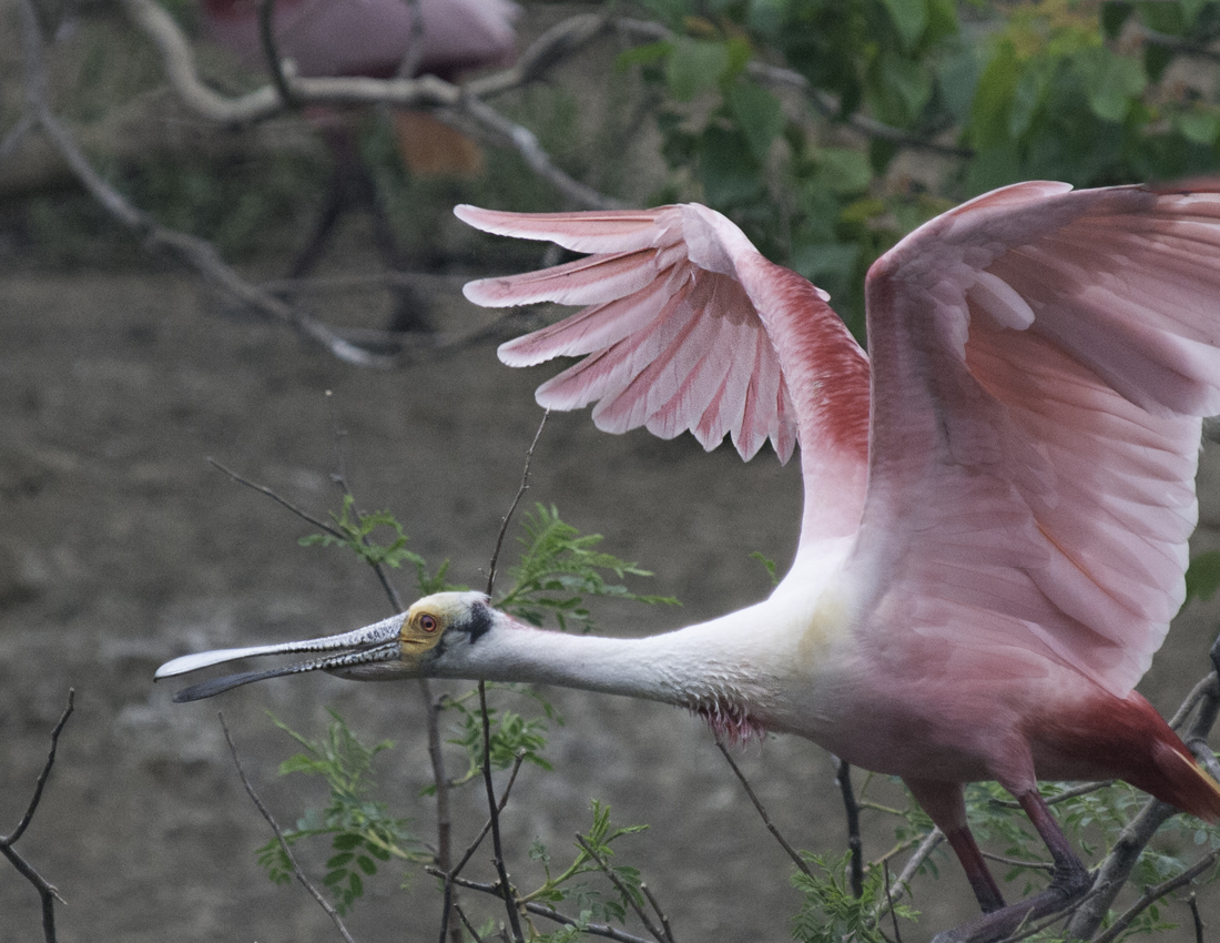 Nature - Spoonbill - Ted Tousman