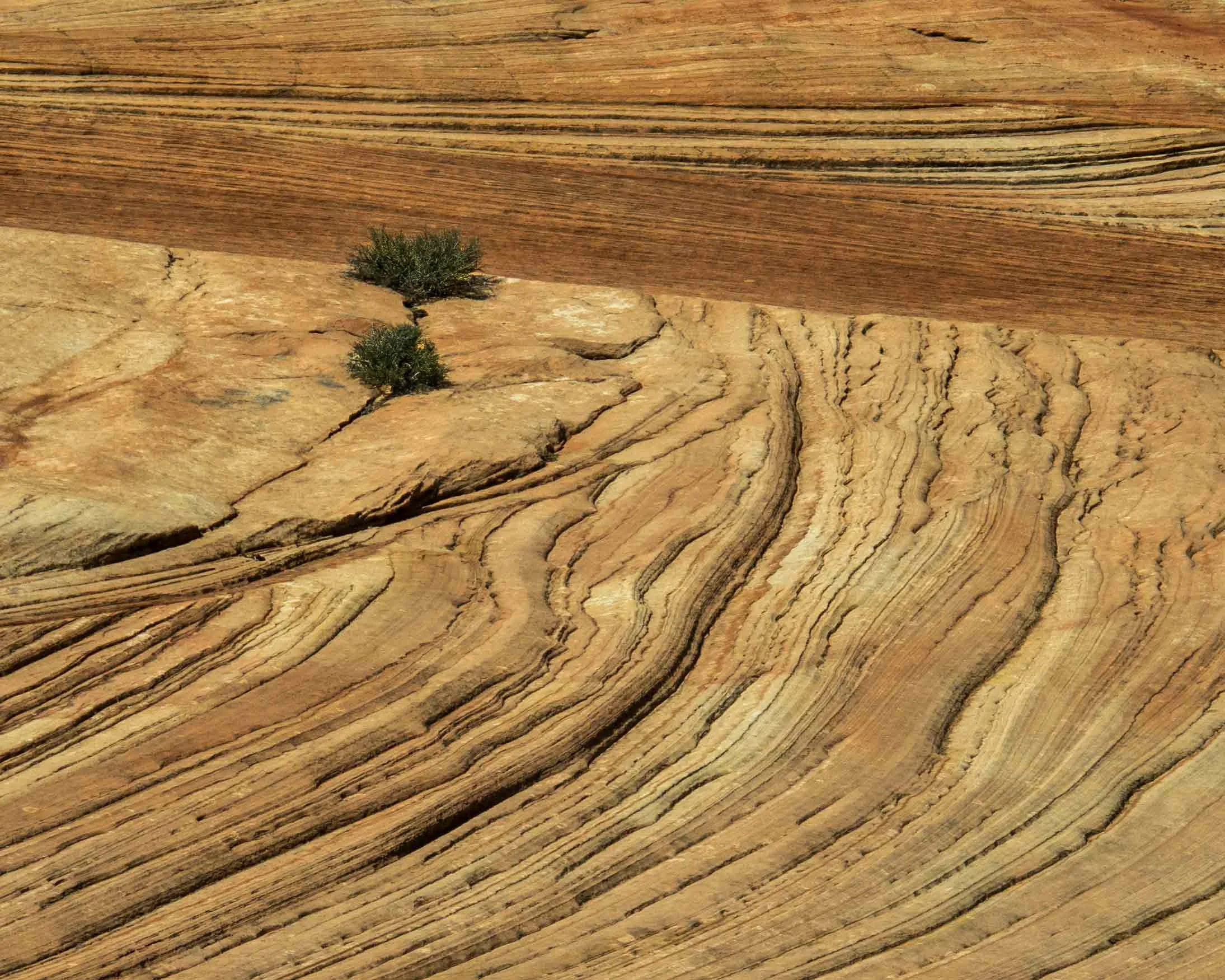 Nature - Zion-Lines - Audrey Waitkus