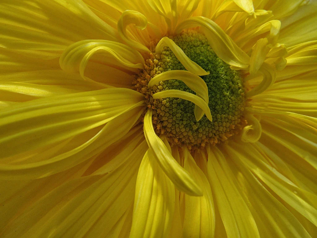 Nature 3rd place - Yellow Mum - Priscilla Farrell
