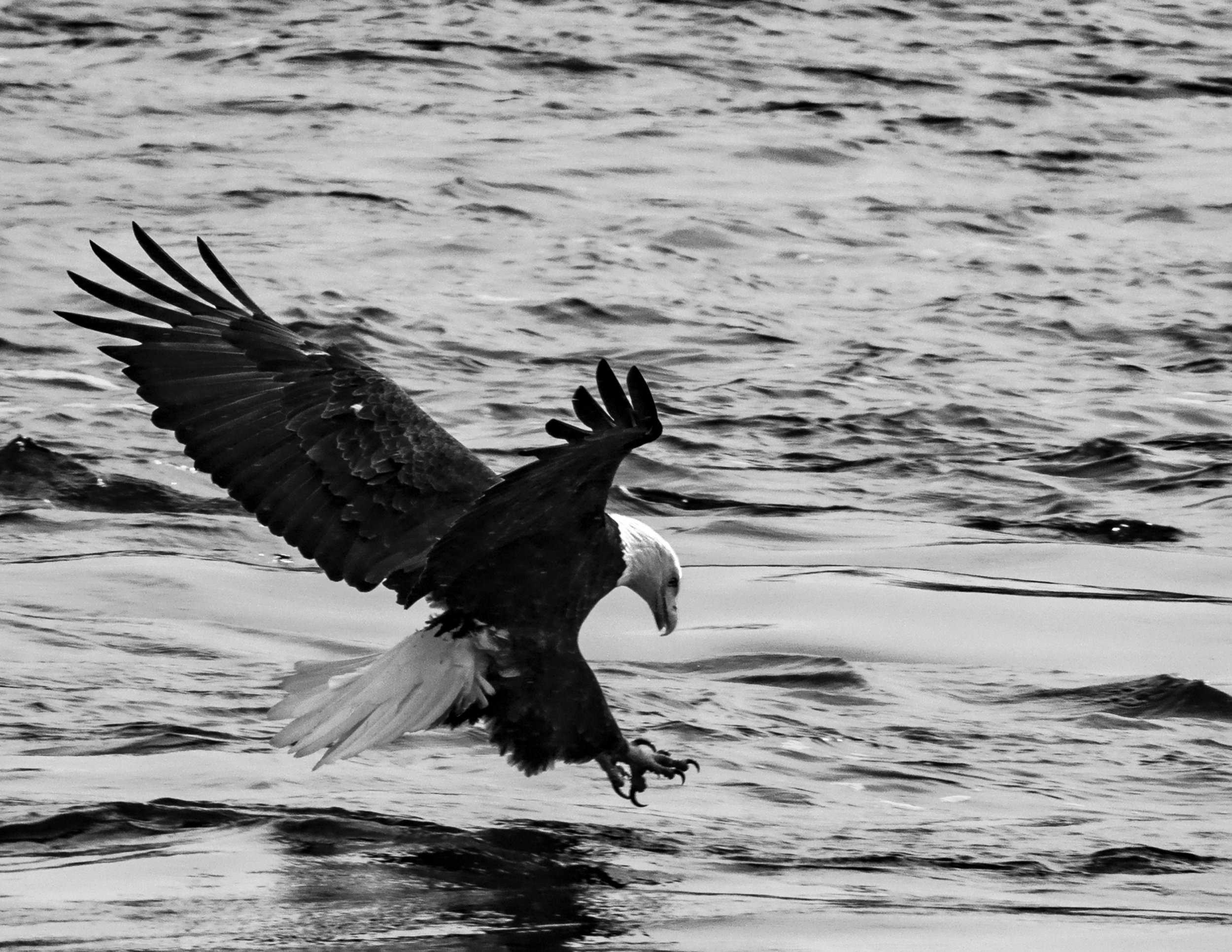 Nature - Mississippi River Eagle - Gary Peel