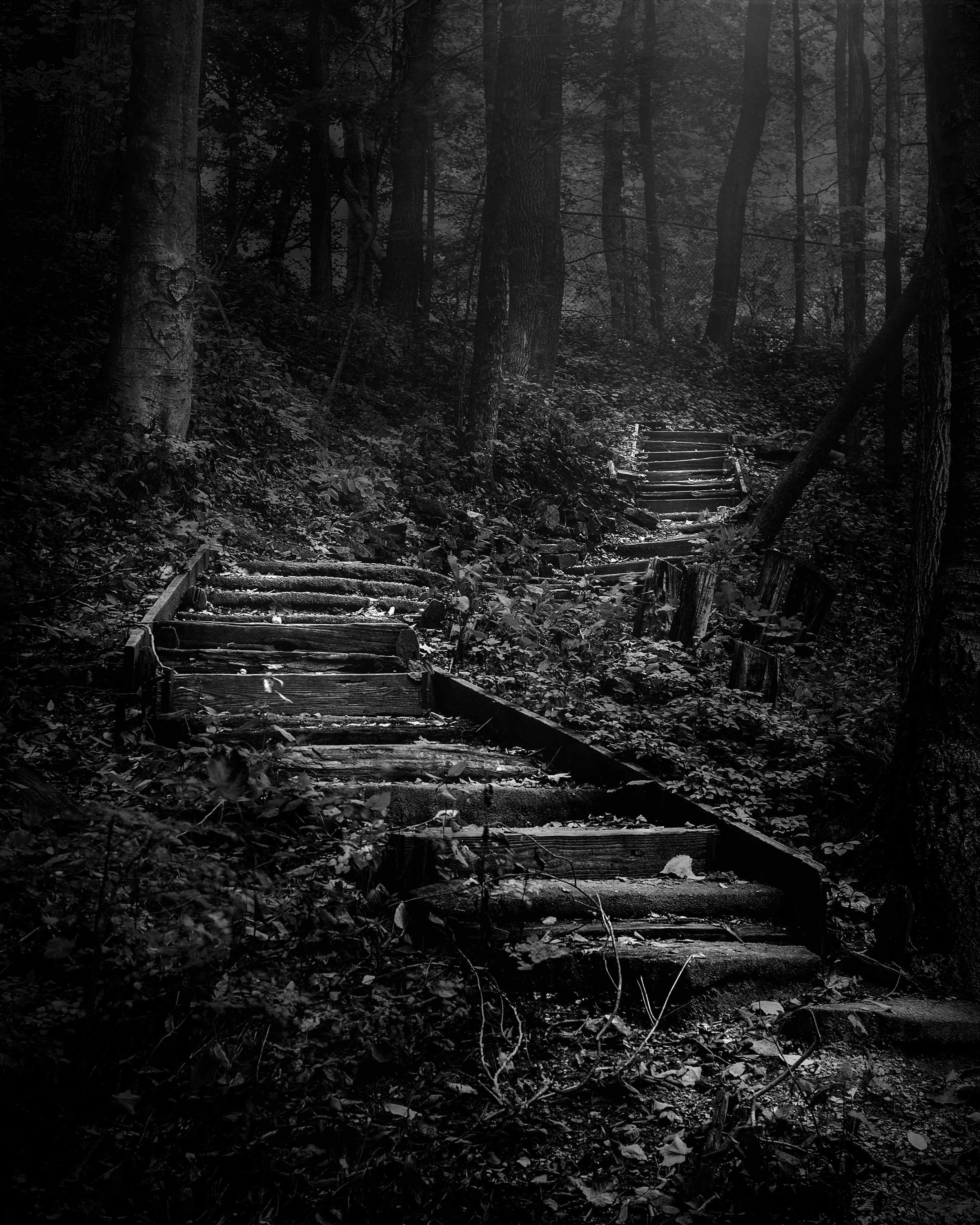 Open 1st place - Forest Stairs - Scott Norris