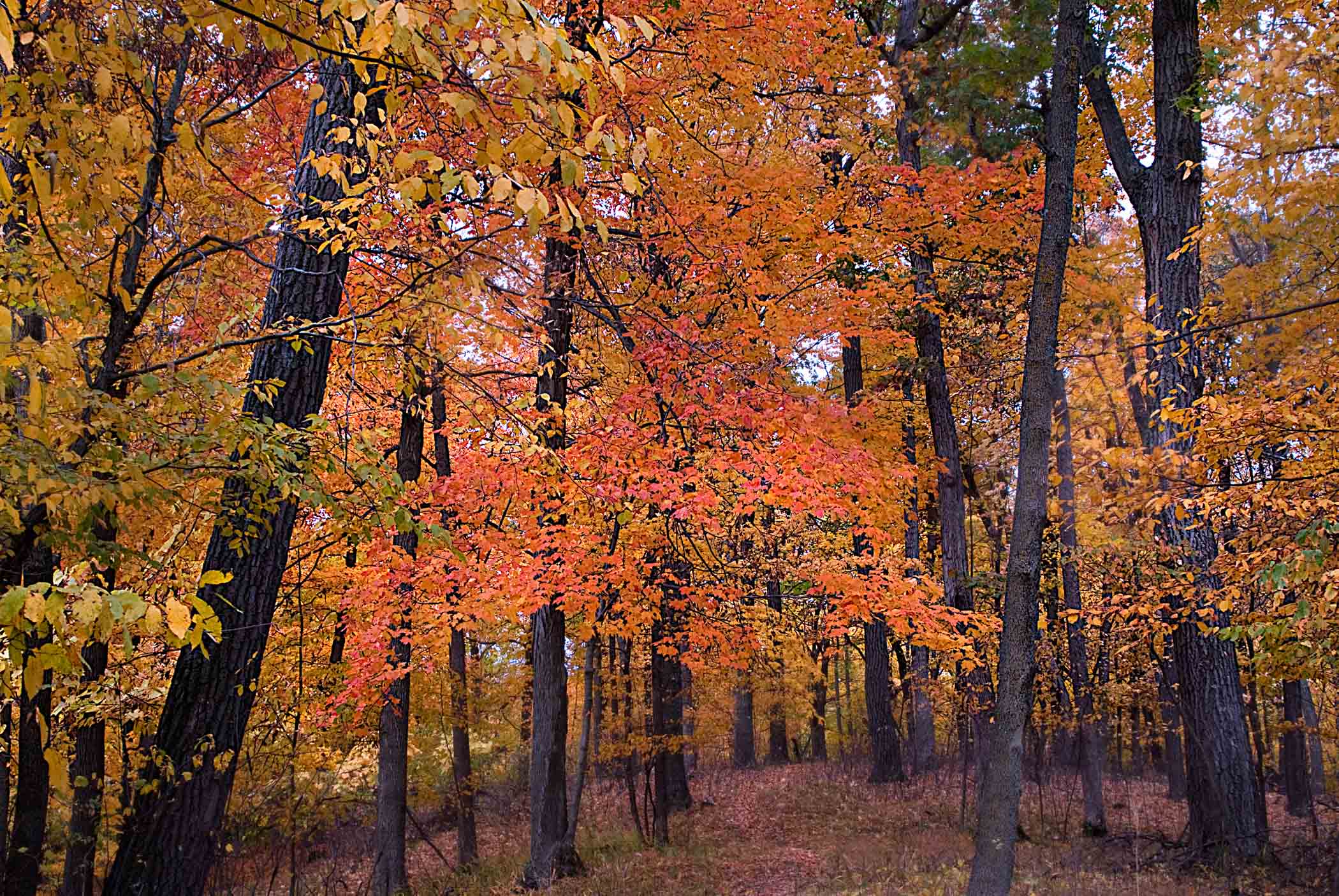 2nd place - Fall Splendor - Phyllis Bankier