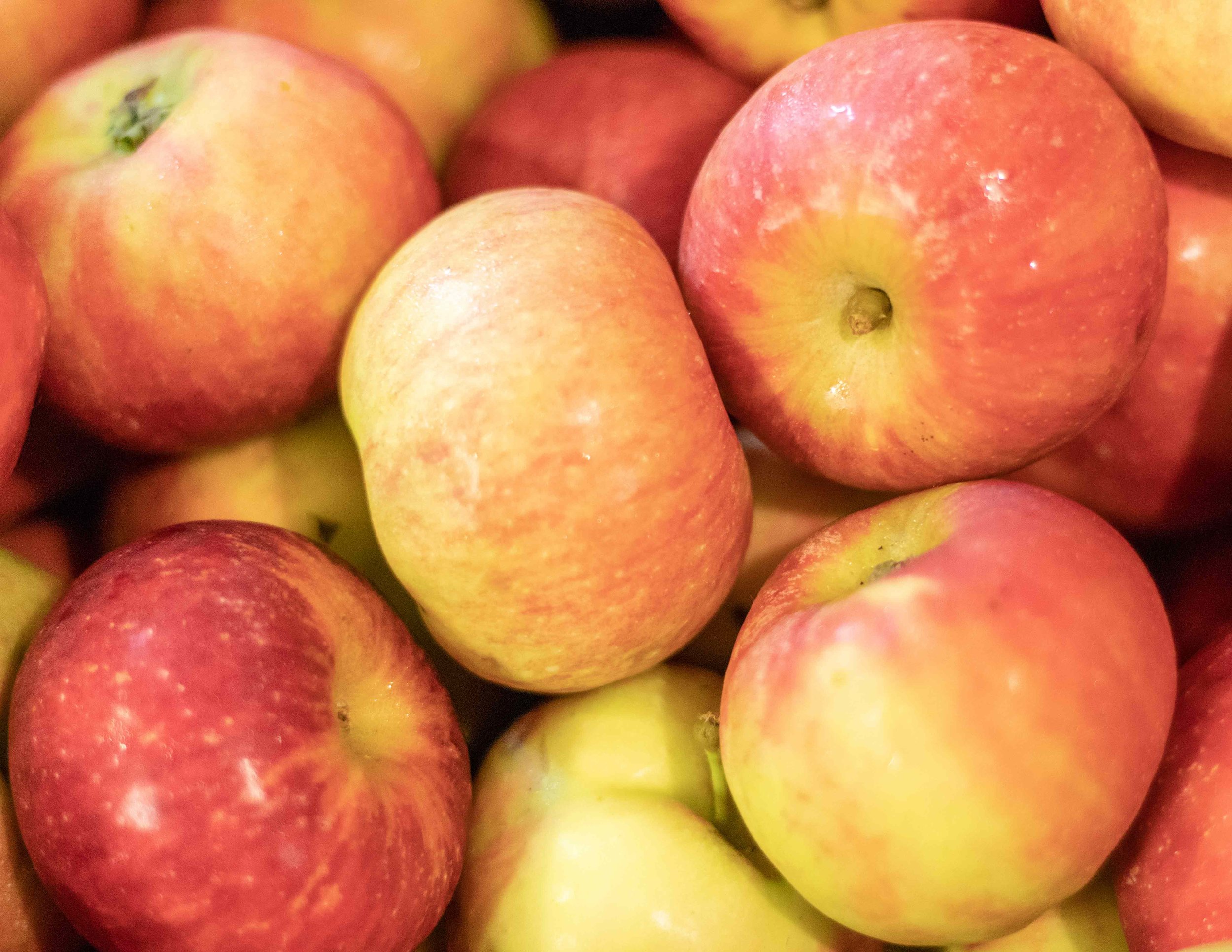 Apple Picking - Marci Konopa