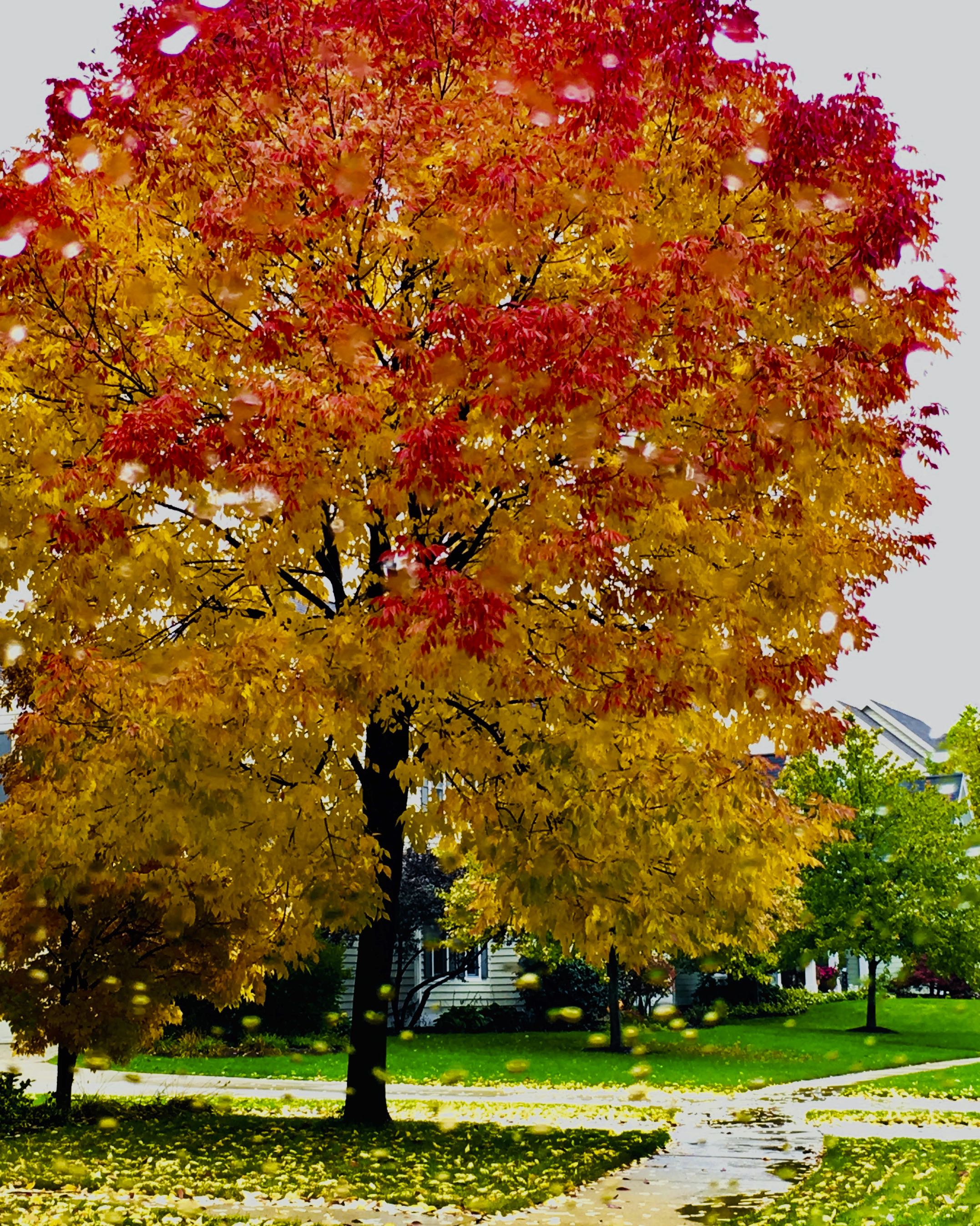 Fall Tree in Rain - Audrey Waitkus