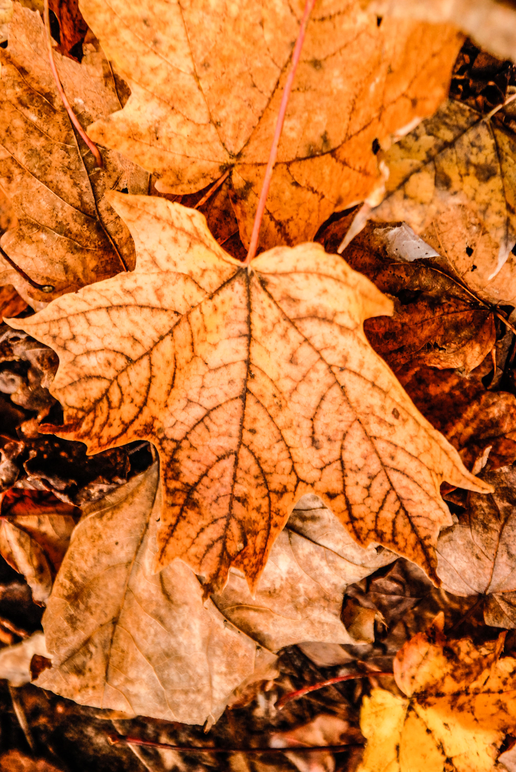 Maple Leaves - Ted Tousman