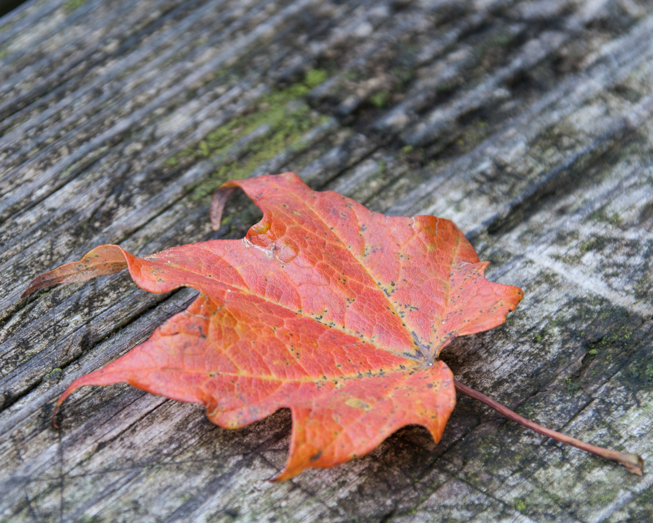 Lonely Leaf - Susan Allen