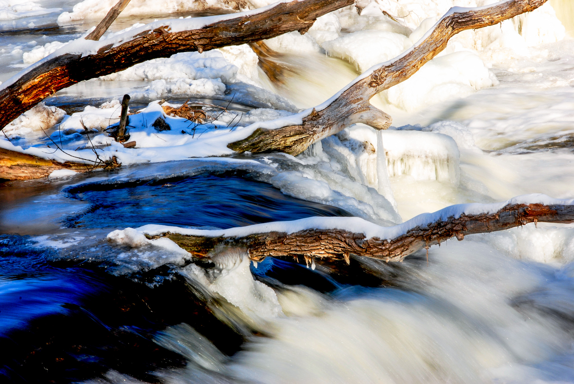 3rd place - A Tangle of Winter Trees - Phyllis Bankier