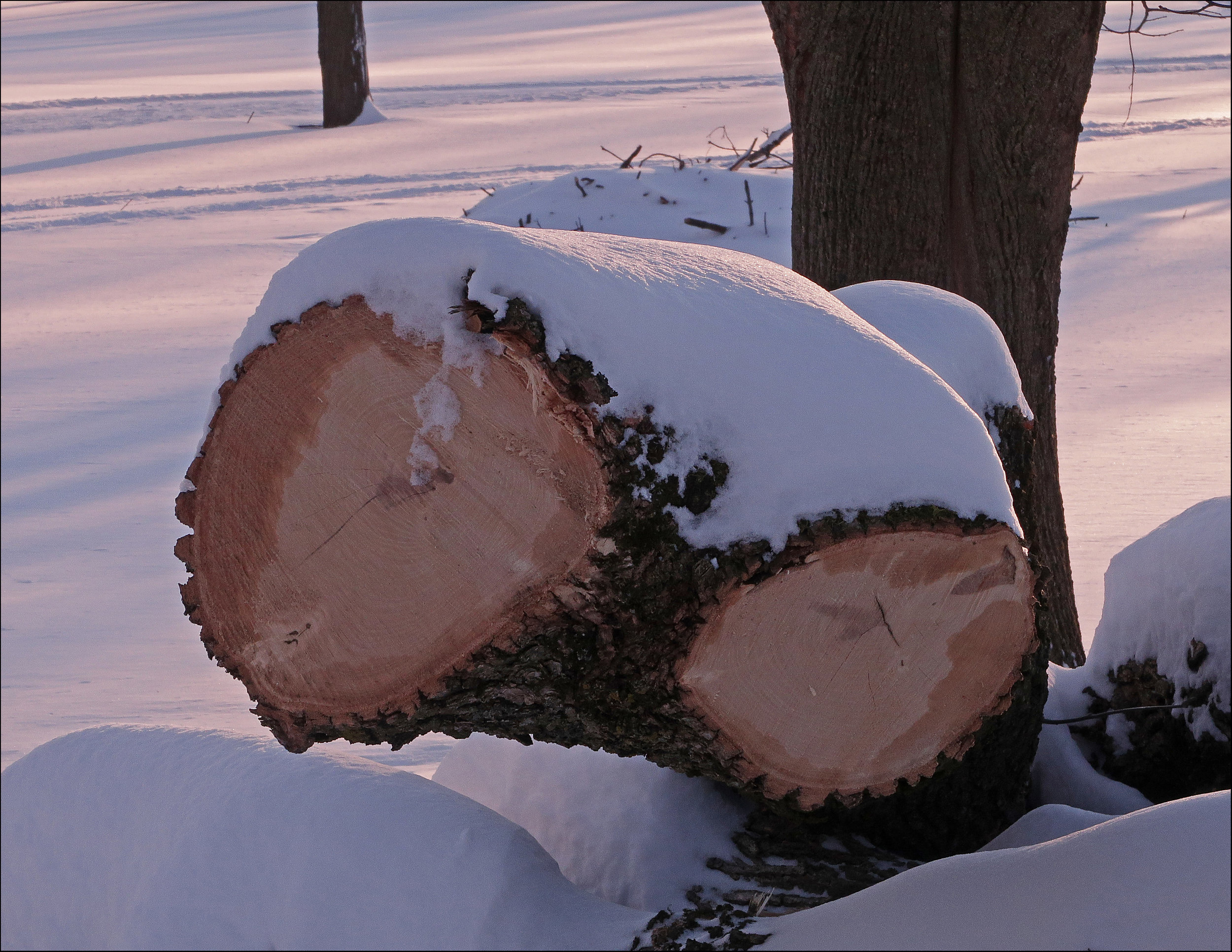 Cut Tree - Steve Jarvis