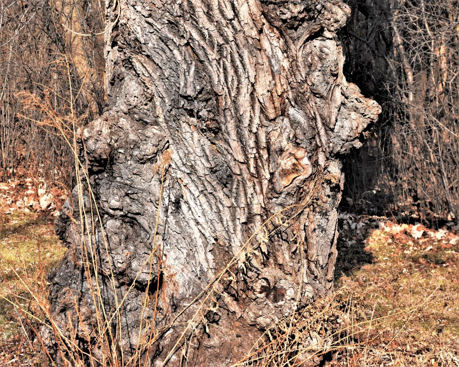 The Old Man In The Tree - Steve Morse