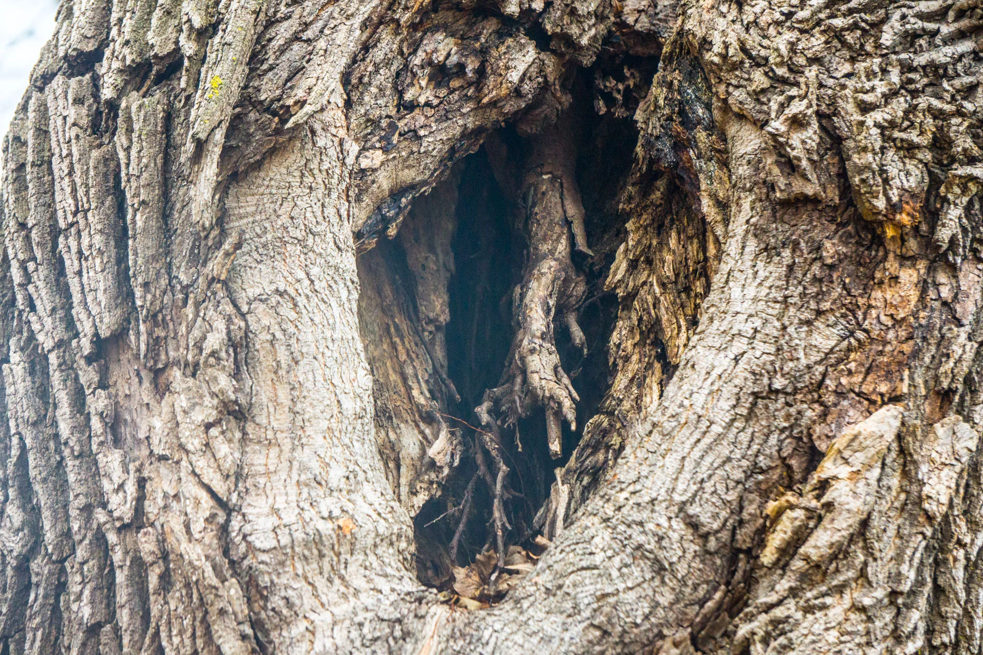 Tree Parts - Ted Tousman