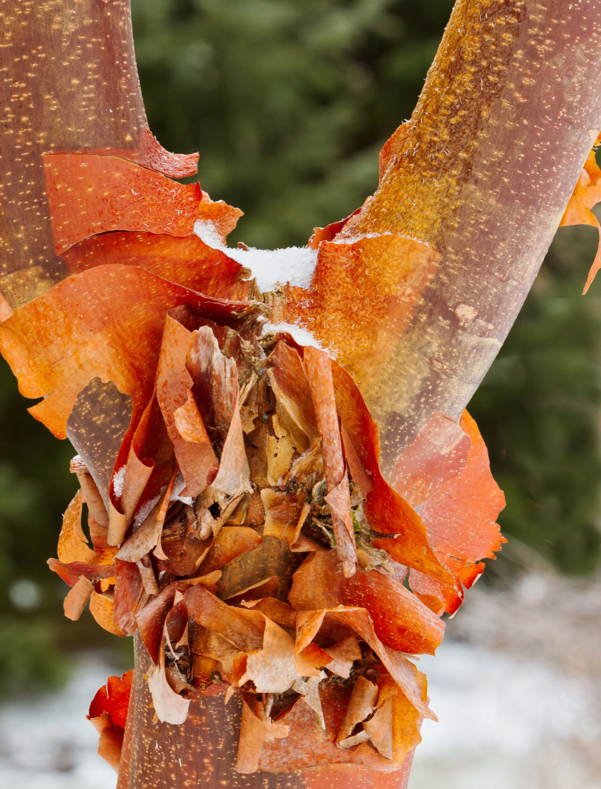 1st place - Phillip Waitkus Winter Yellow Birch .jpg