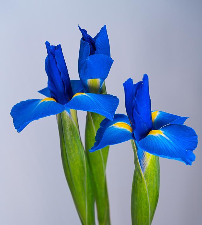 April 2019 - Blue Iris Flowers - Diana Duffey