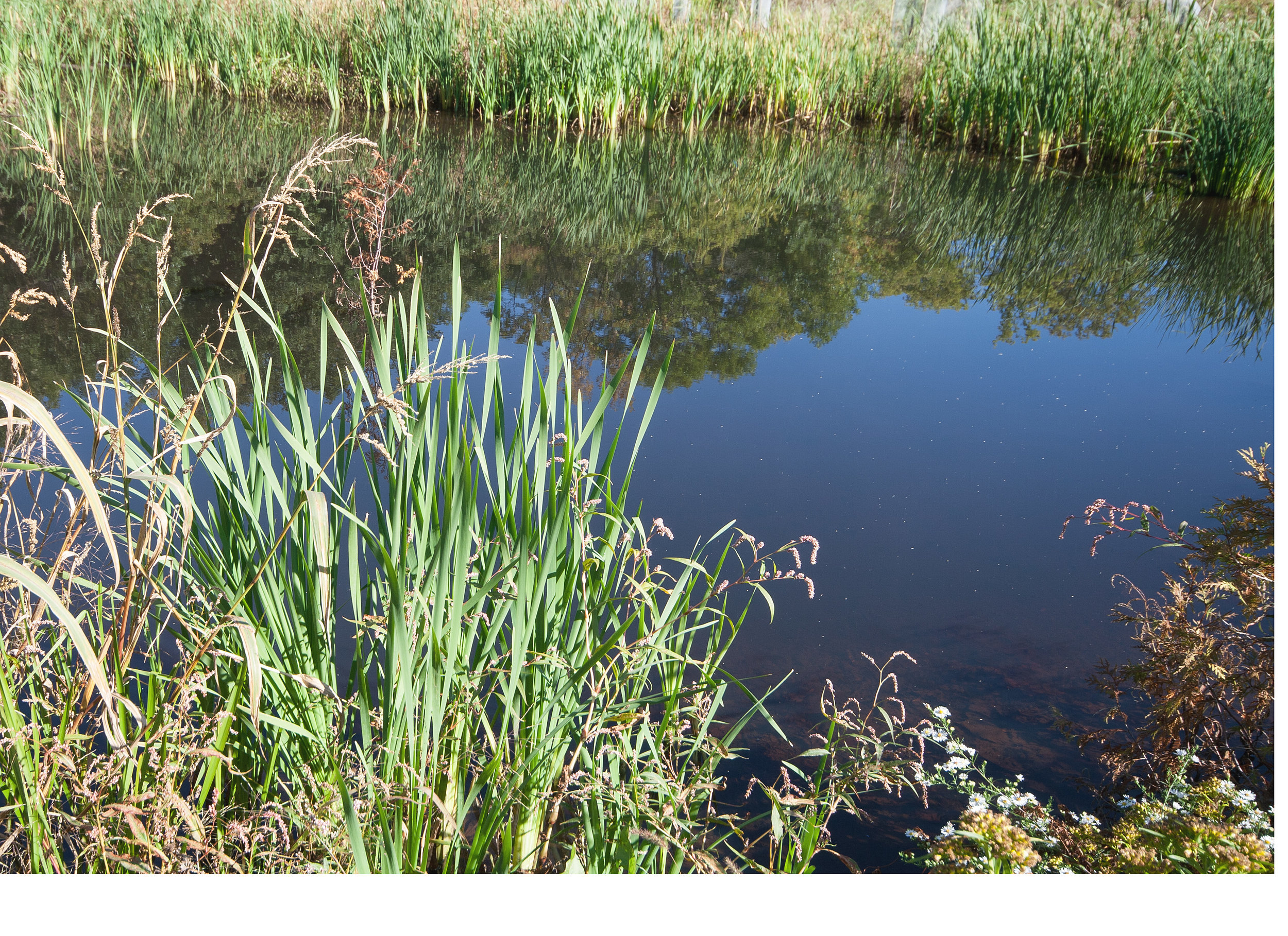 Ephemeral Pond at UEC - Susan Allen