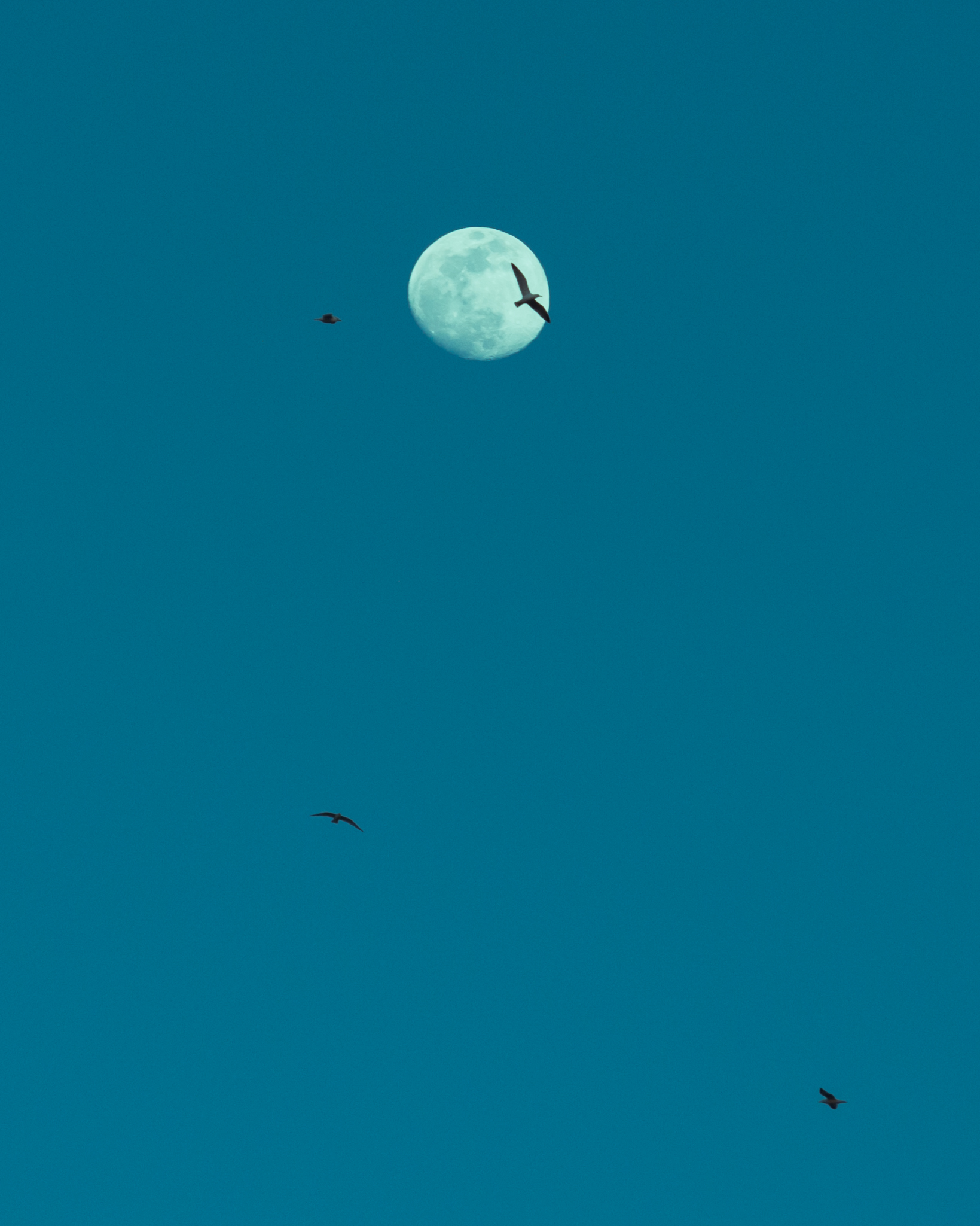 Lazily Grazing a Blue Moon - Joe Swiggum