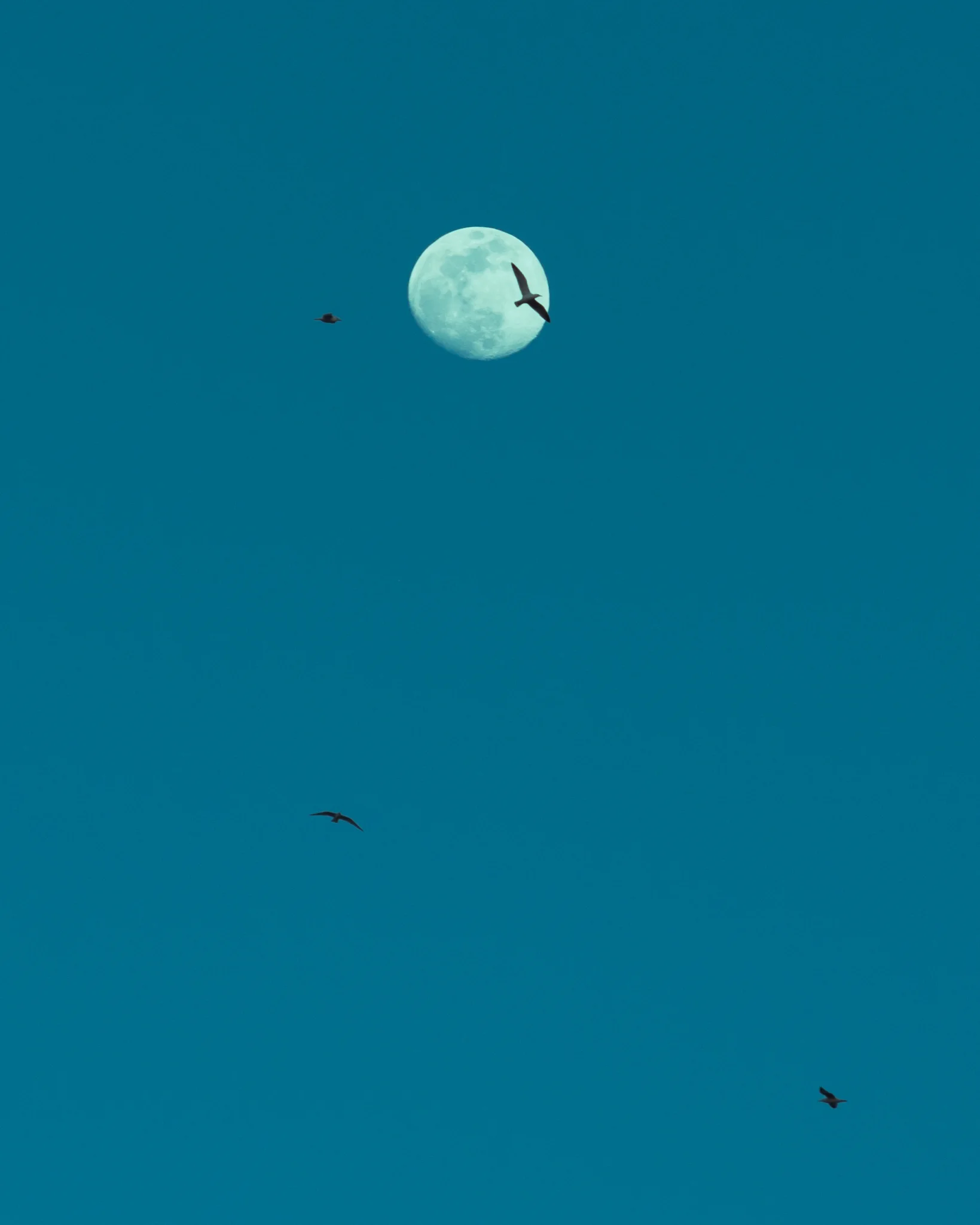 Lazily Grazing a Blue Moon - Joe Swiggum