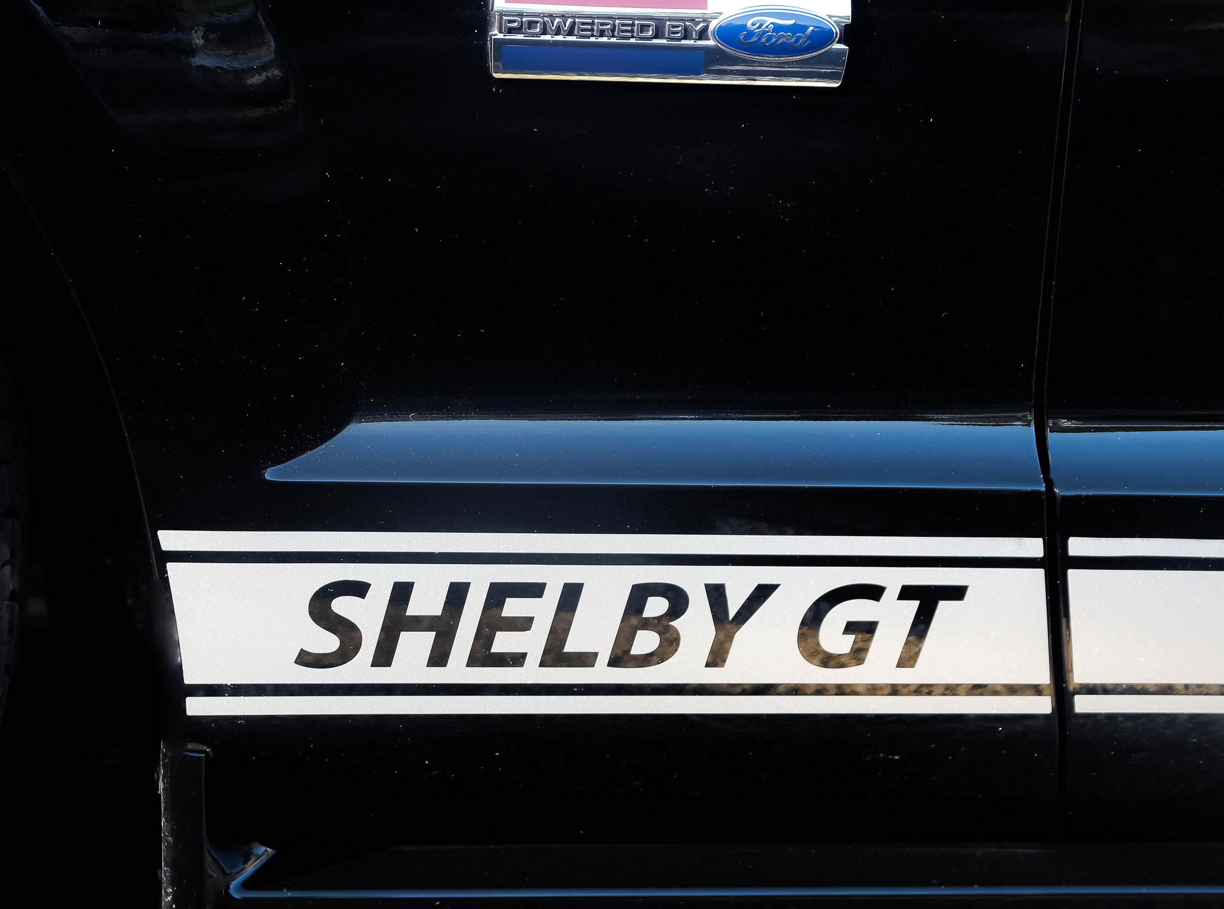 Shelby - Dan Ford