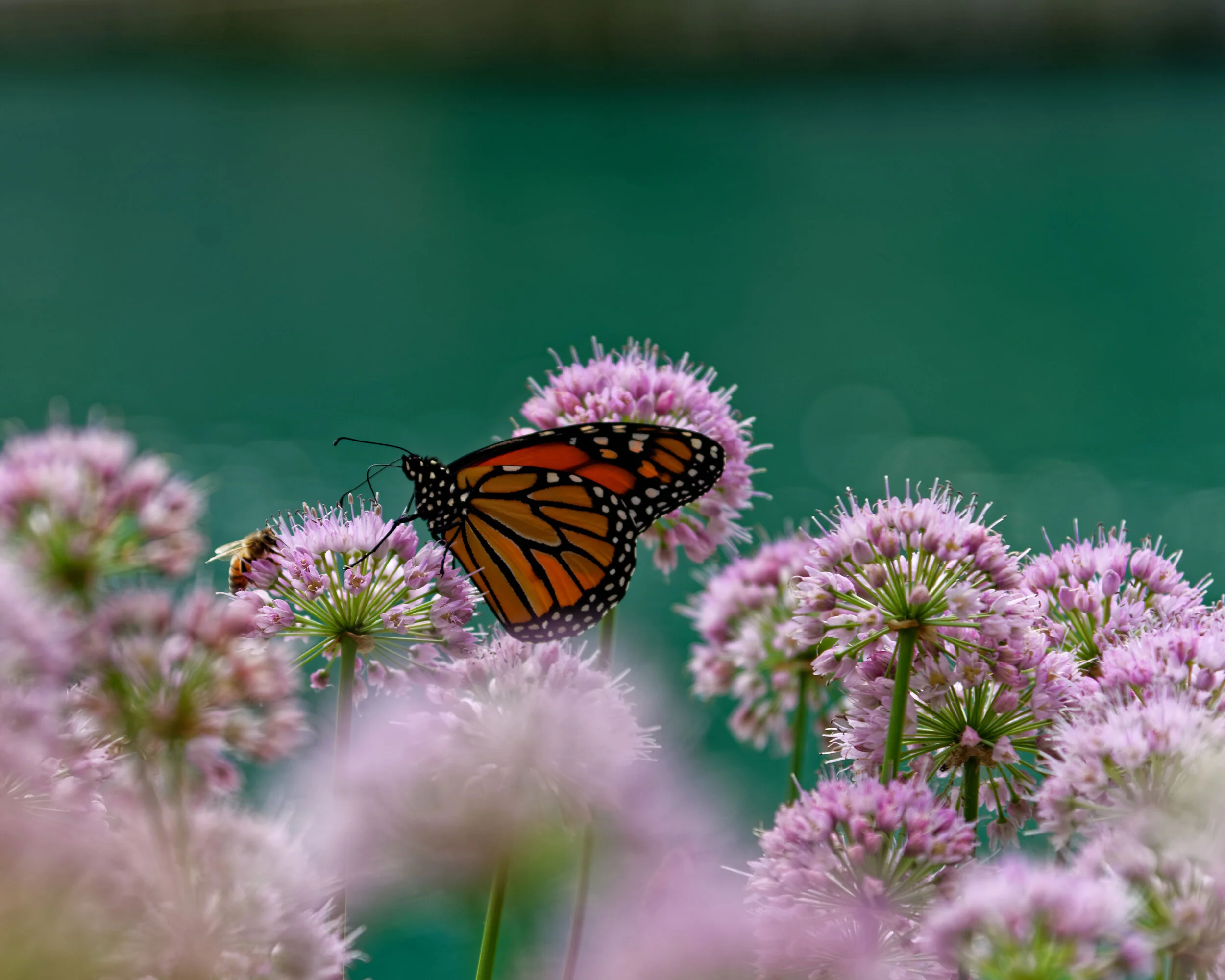 Monarch at Chicago Downtown/River - Peter Chow