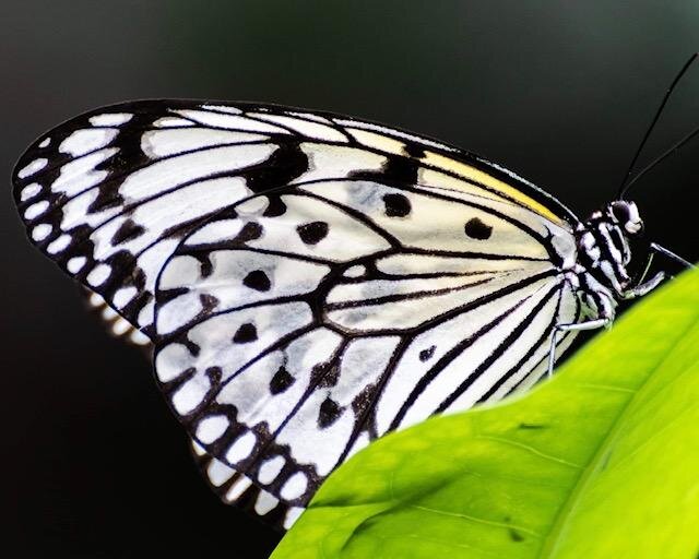 White and Black Butterfly on a Leaf - Marci Konopa