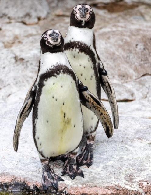 Nature - Penguin Pair - Marci Konopa