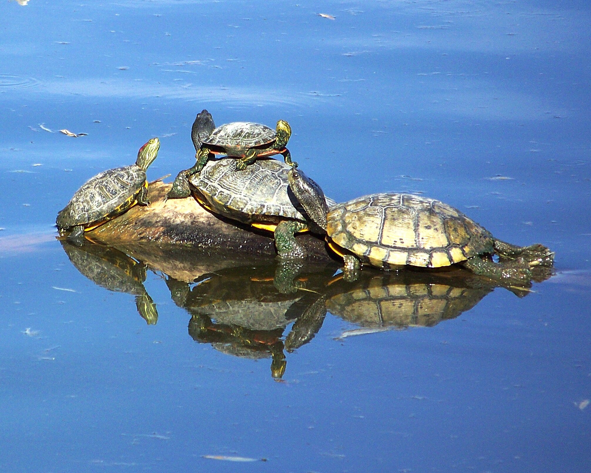 Nature - Turtles in Albuquerque - Steve Morse