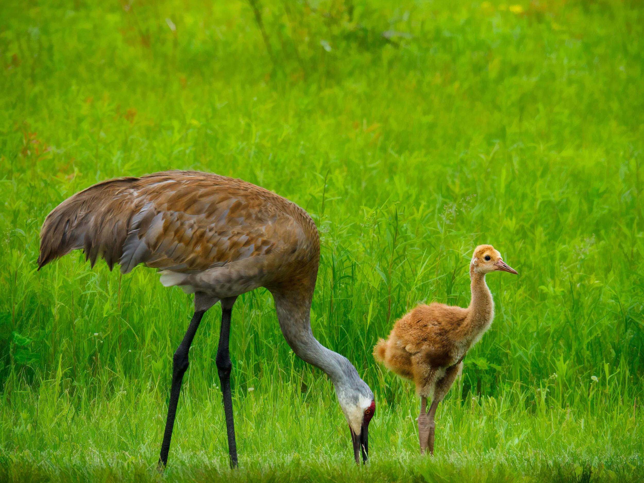 Protective Parent - Kristine Hinrichs