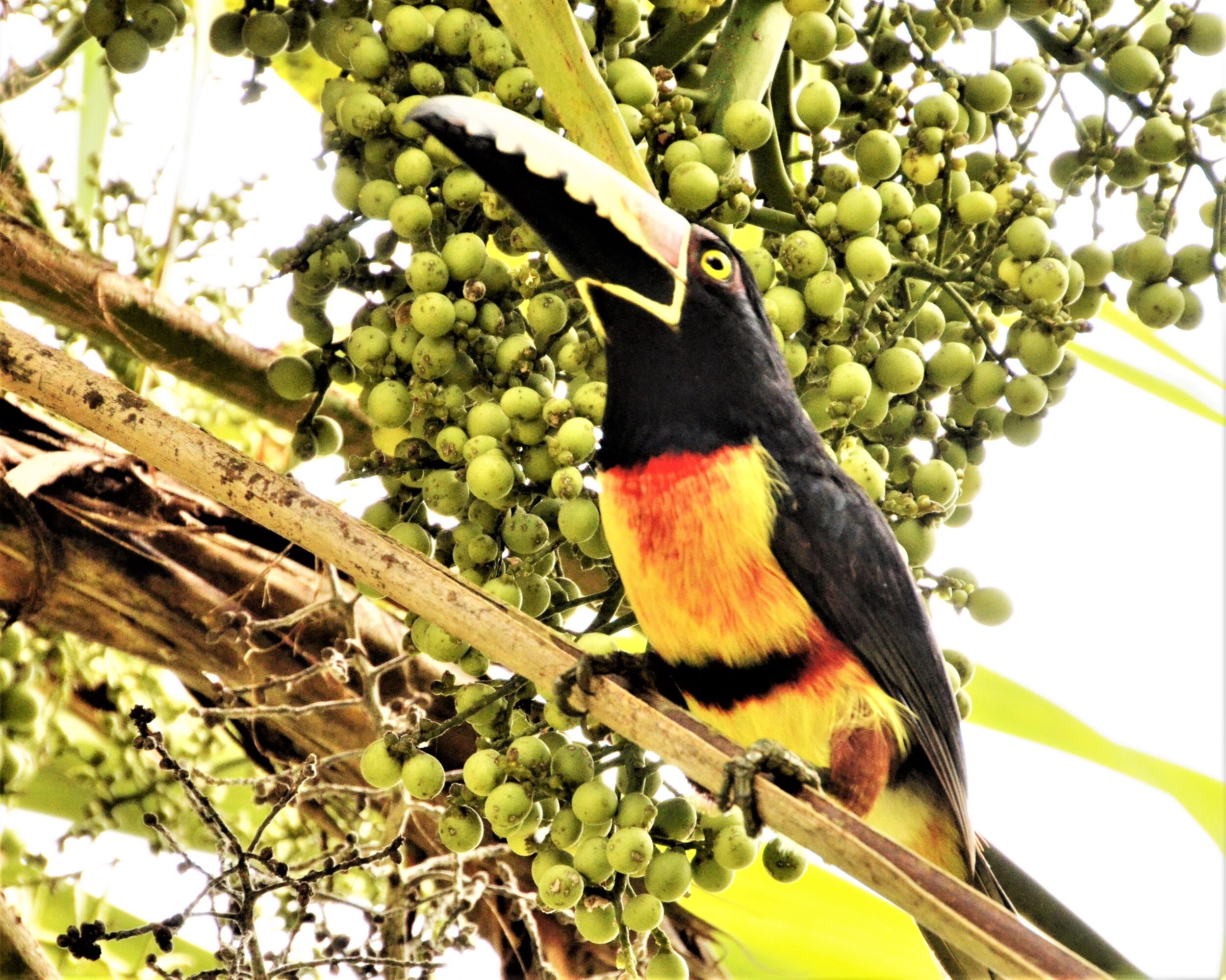 Toucan with Olives - Steve Morse