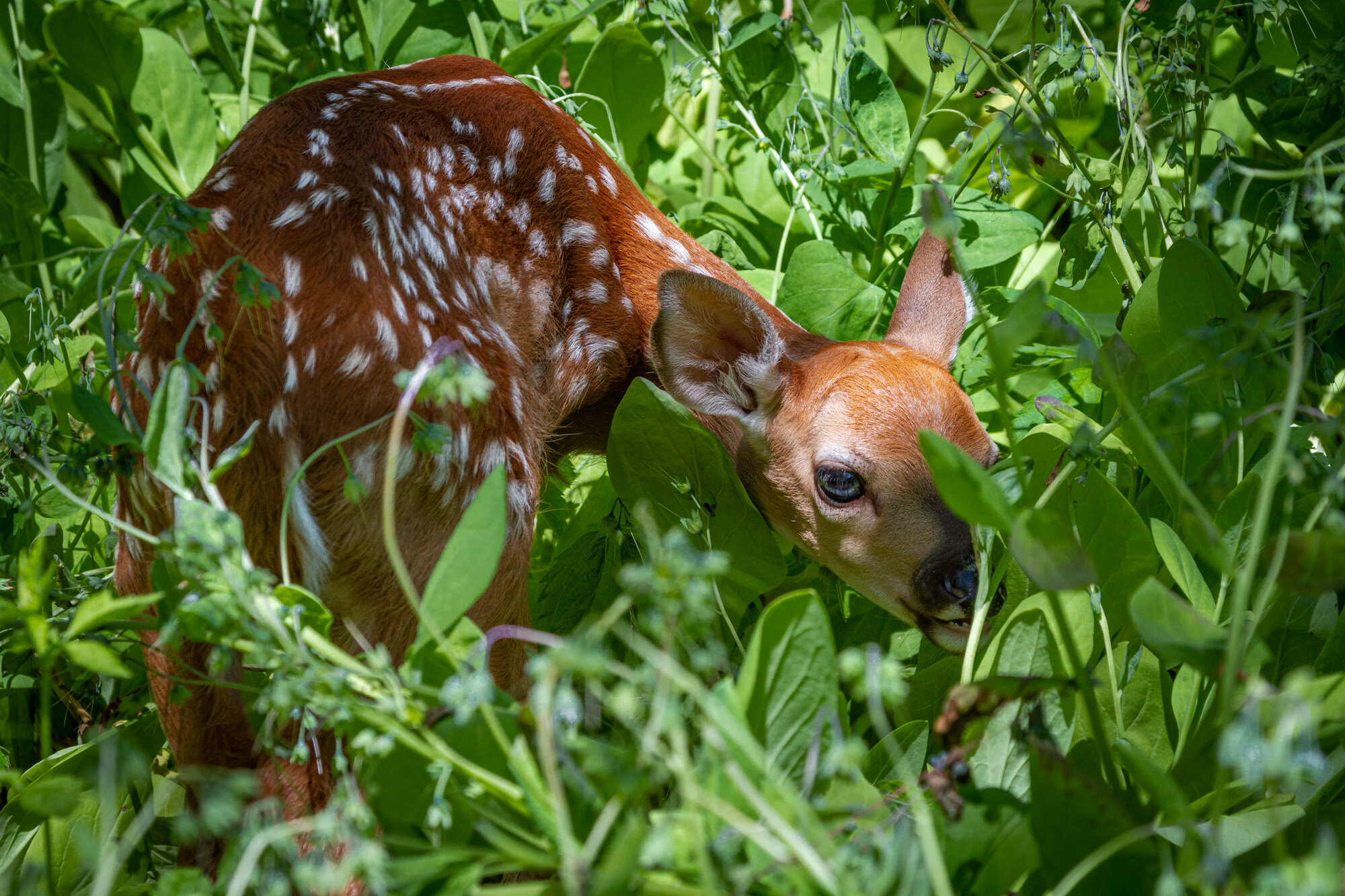 Fawn in Bluebells - Phil Waitkus