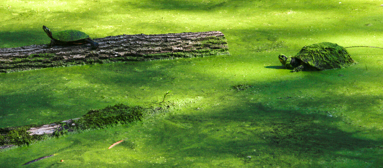 Snapper Meets Bump on a Log - Charlie Trimberger