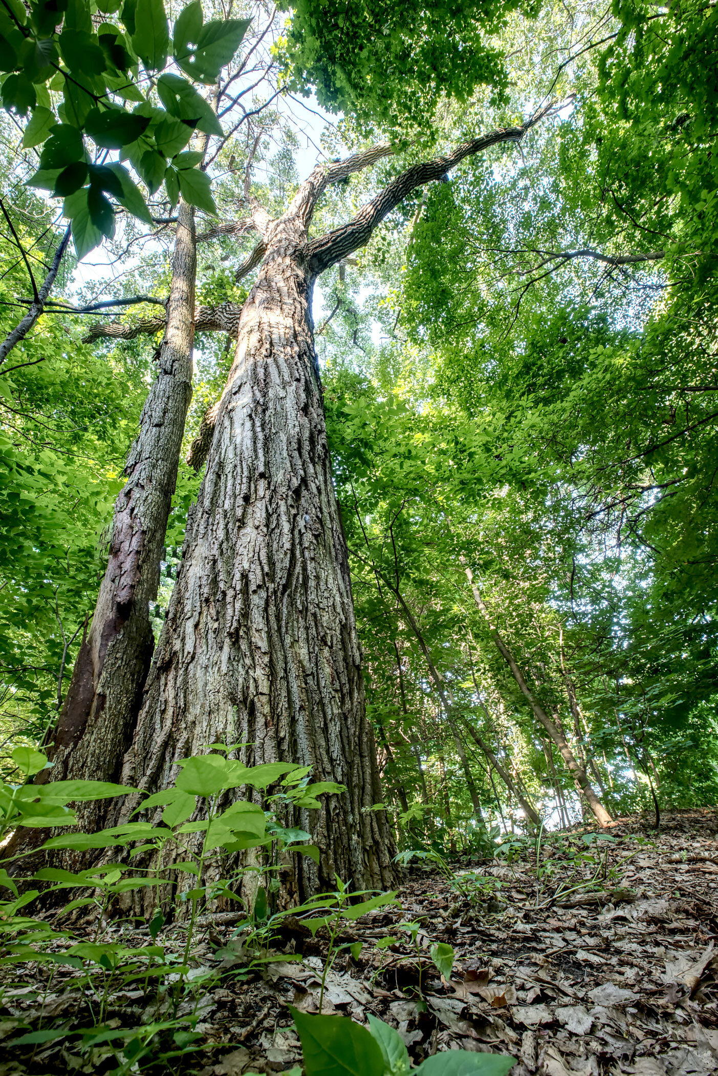 Old Tree - David Tripp