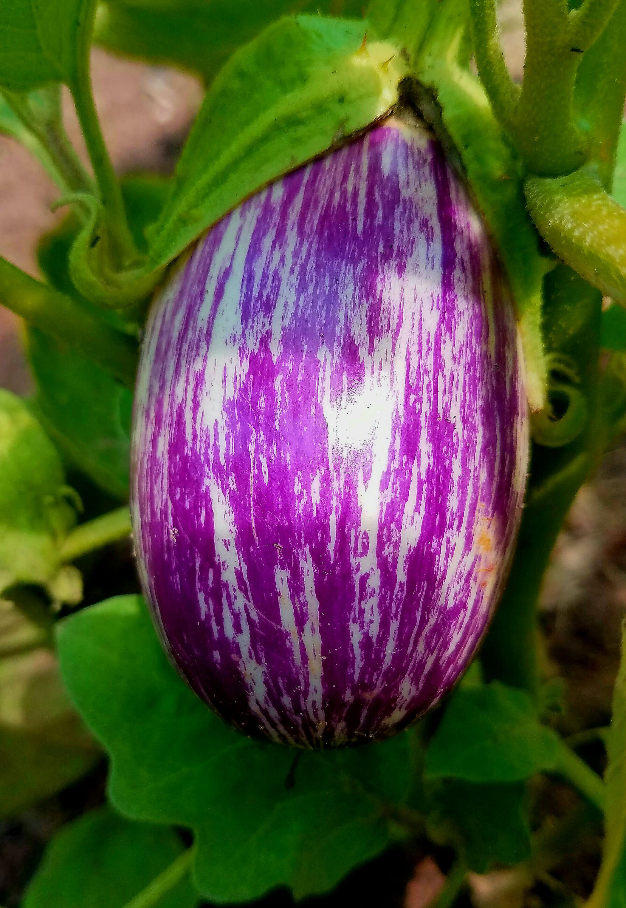 The Eggplant - Carole Kincaid