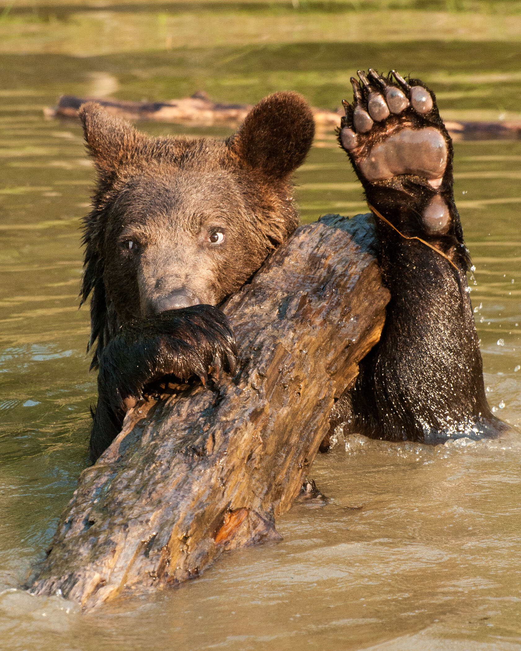 Animals 3rd place Grizzly Greeting - Jack Kleinman