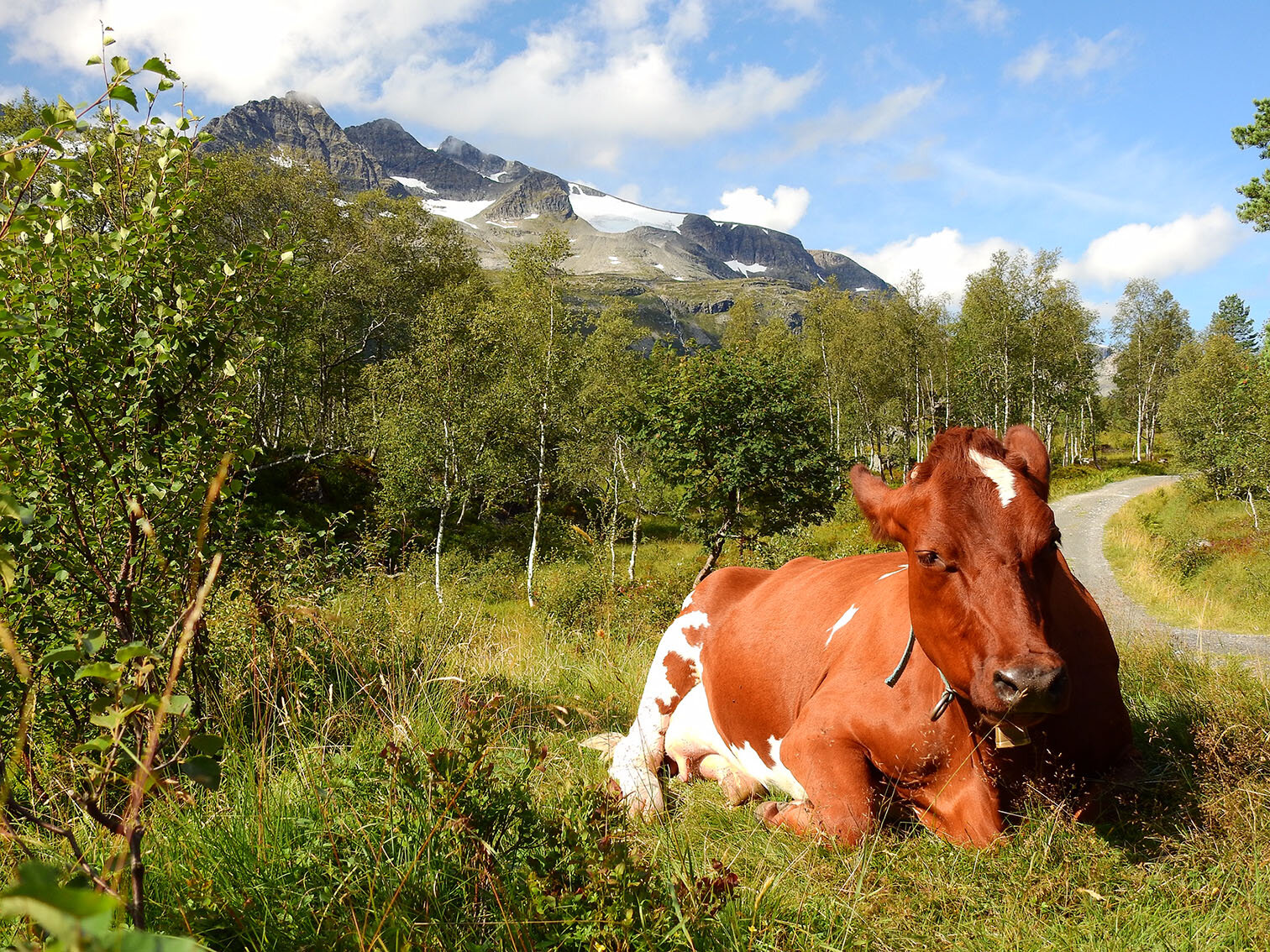 Animals - Norwegian Cow - Kathy Smith