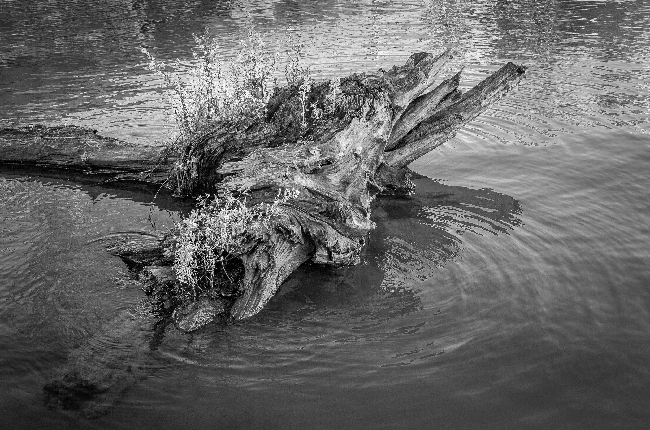 Nature - Tree Stump - Diane Rychlinski