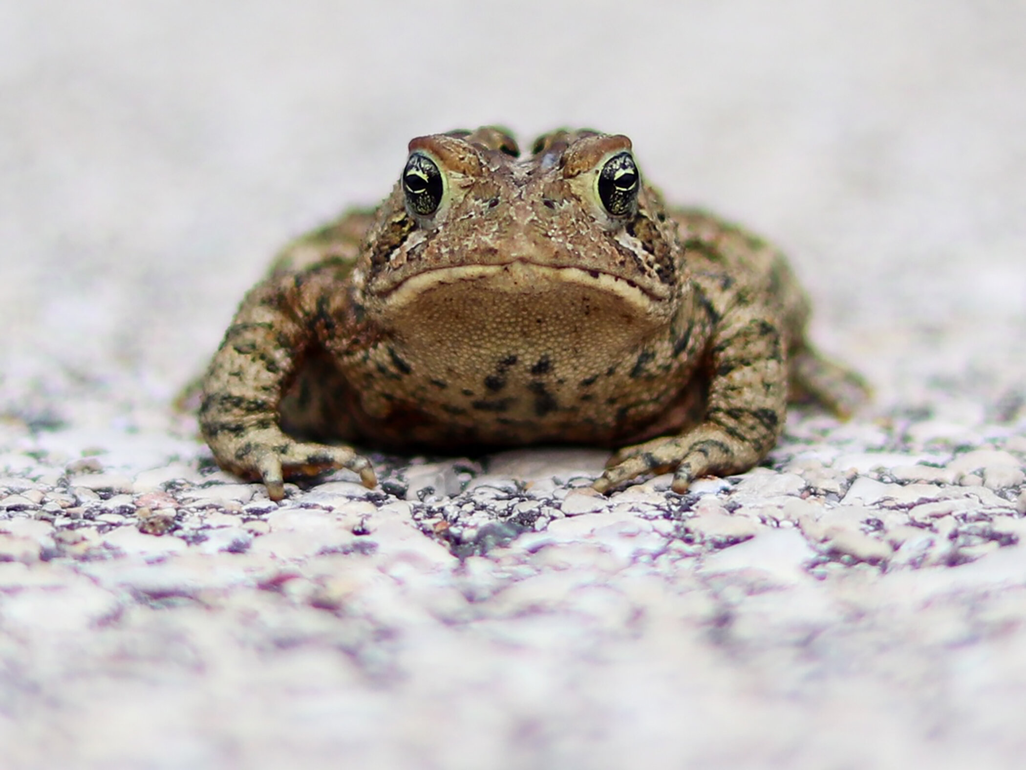 Open 3rd place - American Toad - Marci Konopa