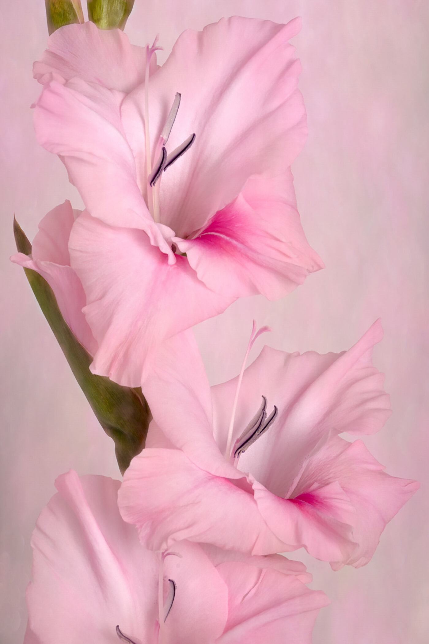Open 3rd place - Pink Gladiolus - Diana Duffey