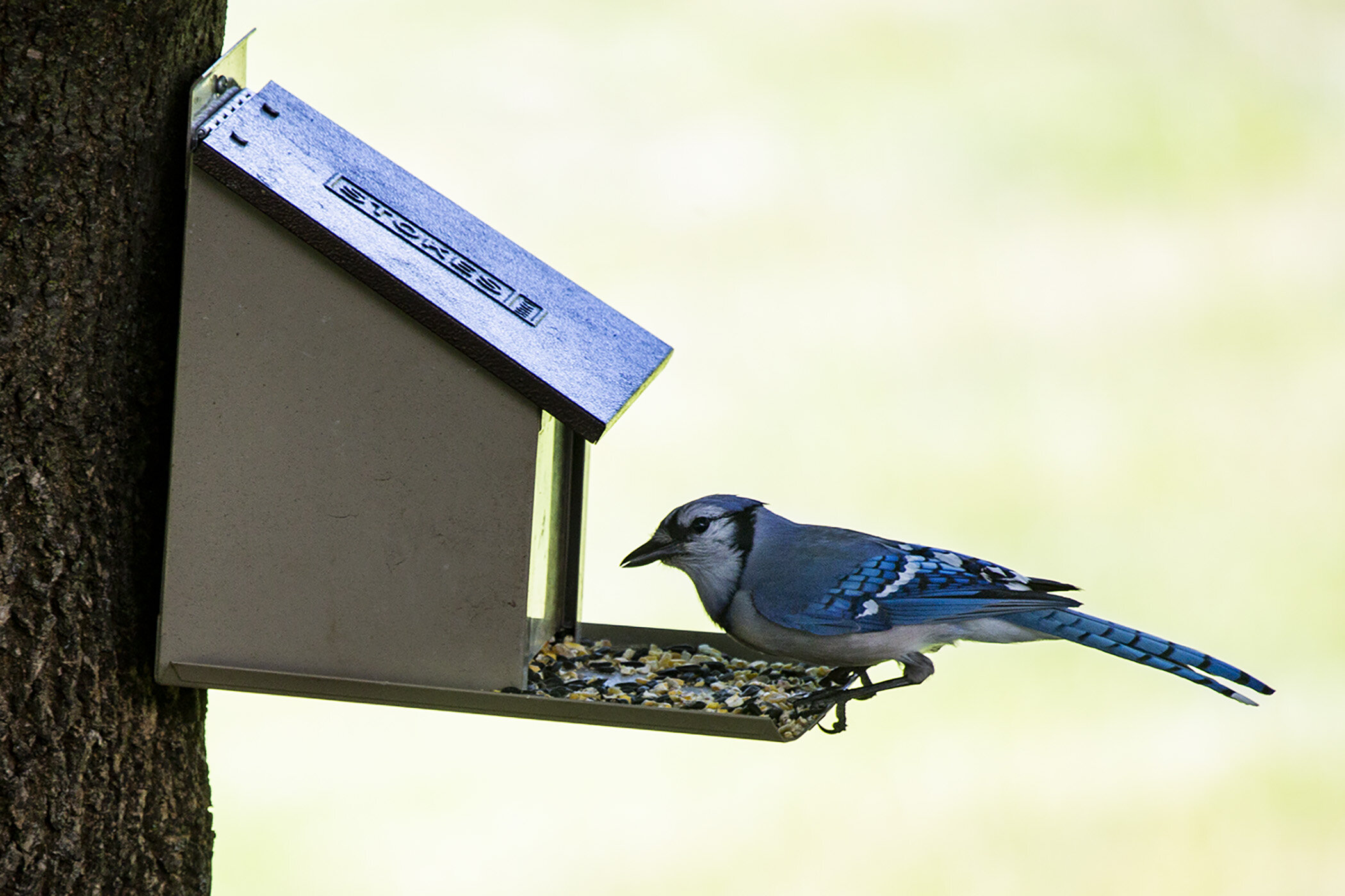 Open - Wildlife Bluejay - Ryan Kane