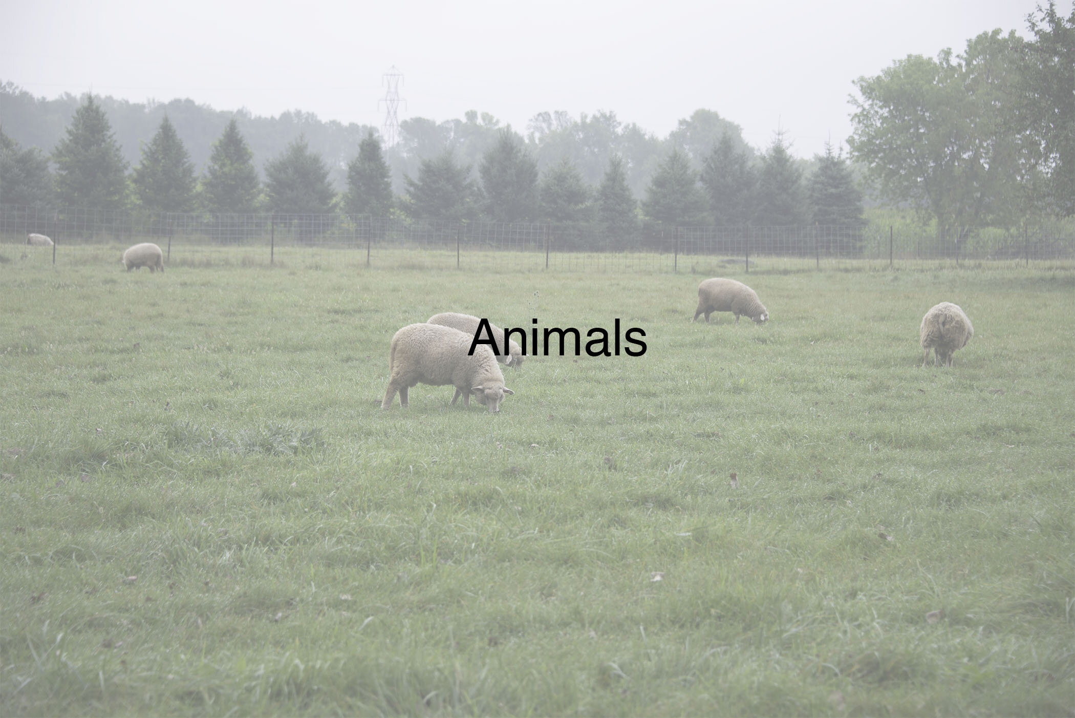 Animals.jpg