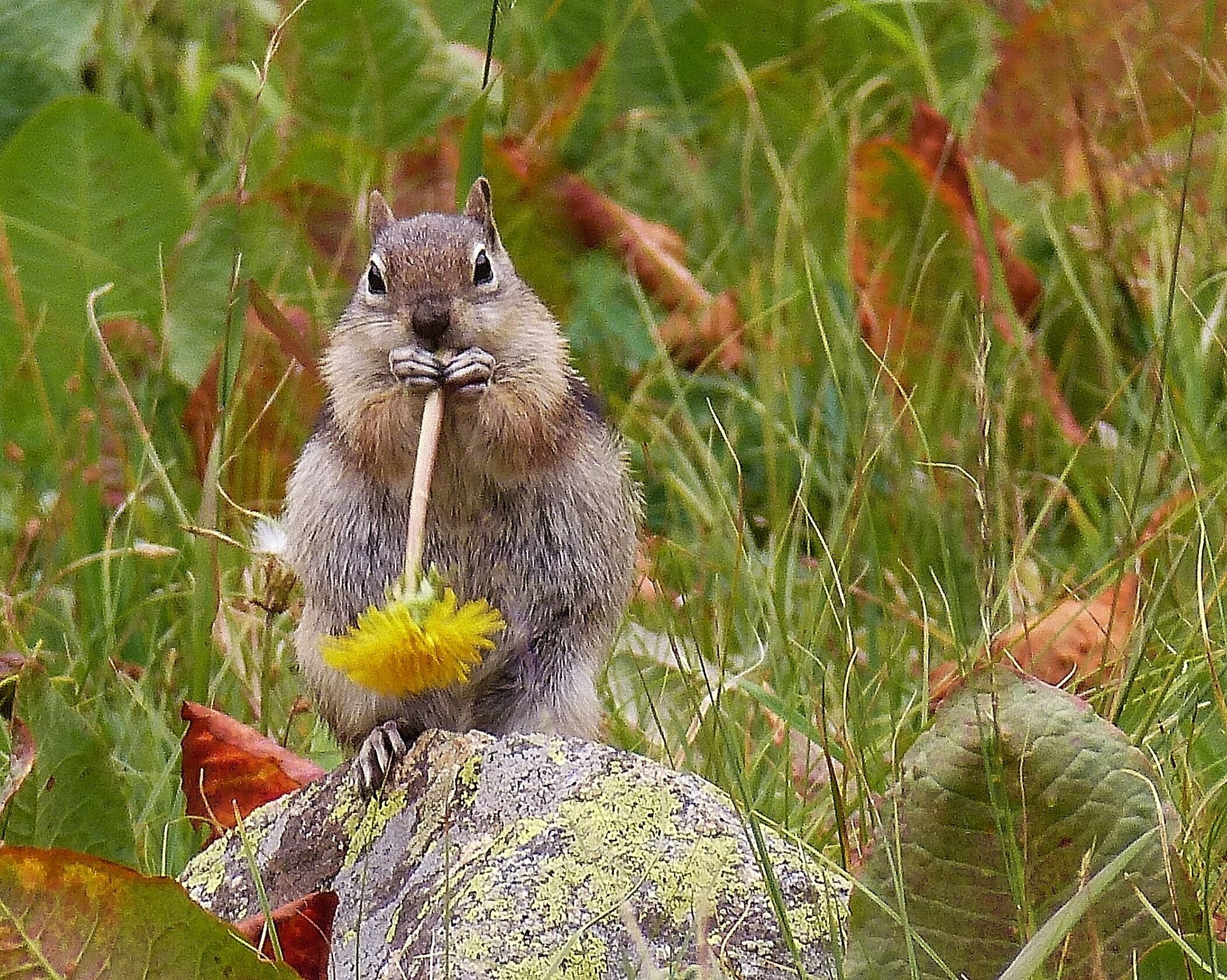 Animals - 1st place - A Dandy Chipmunk - David Tripp