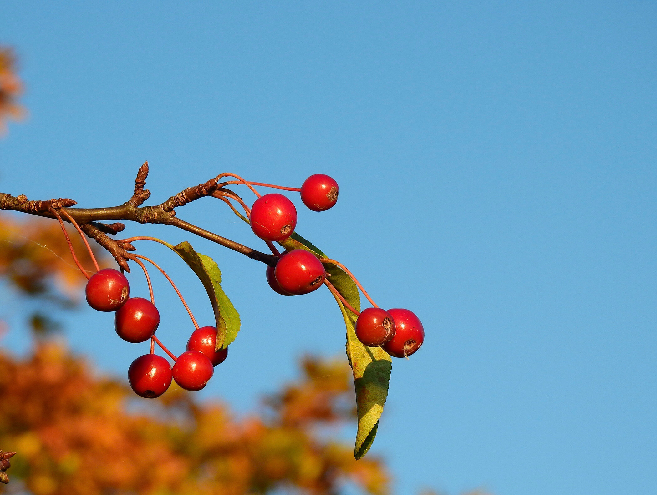Red Berries, Blue Sky - Kathy Smith
