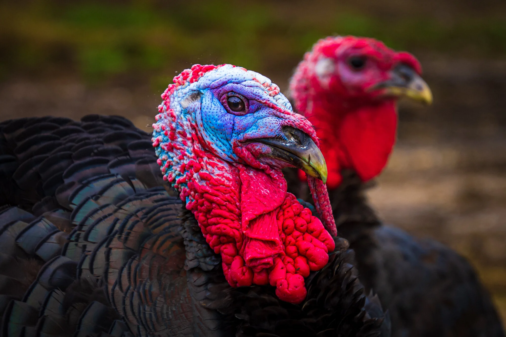 Fuming Fowl - Terri Hart-Ellis.JPG