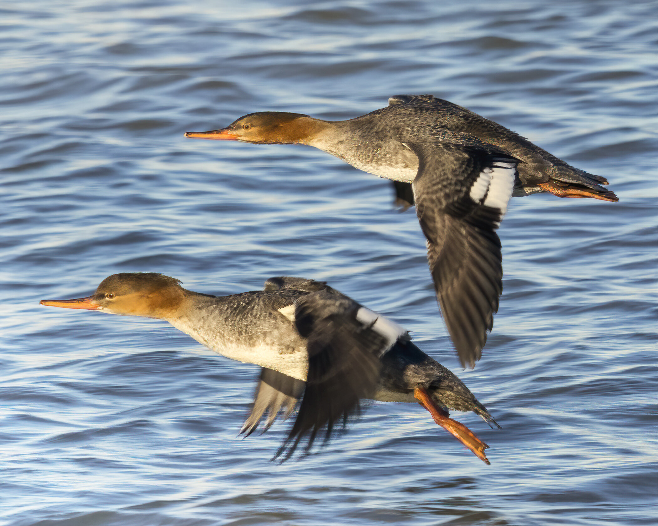 1st place -Two Mergansers on Their Way - Joe Eichers