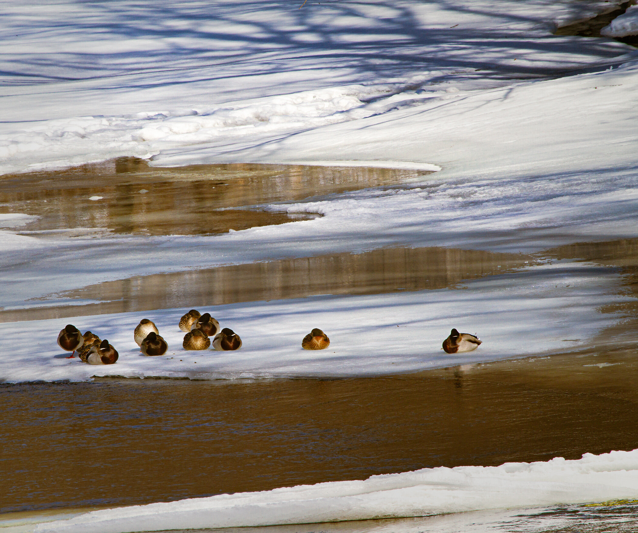 Tranquil Ducks - Phil Waitkus