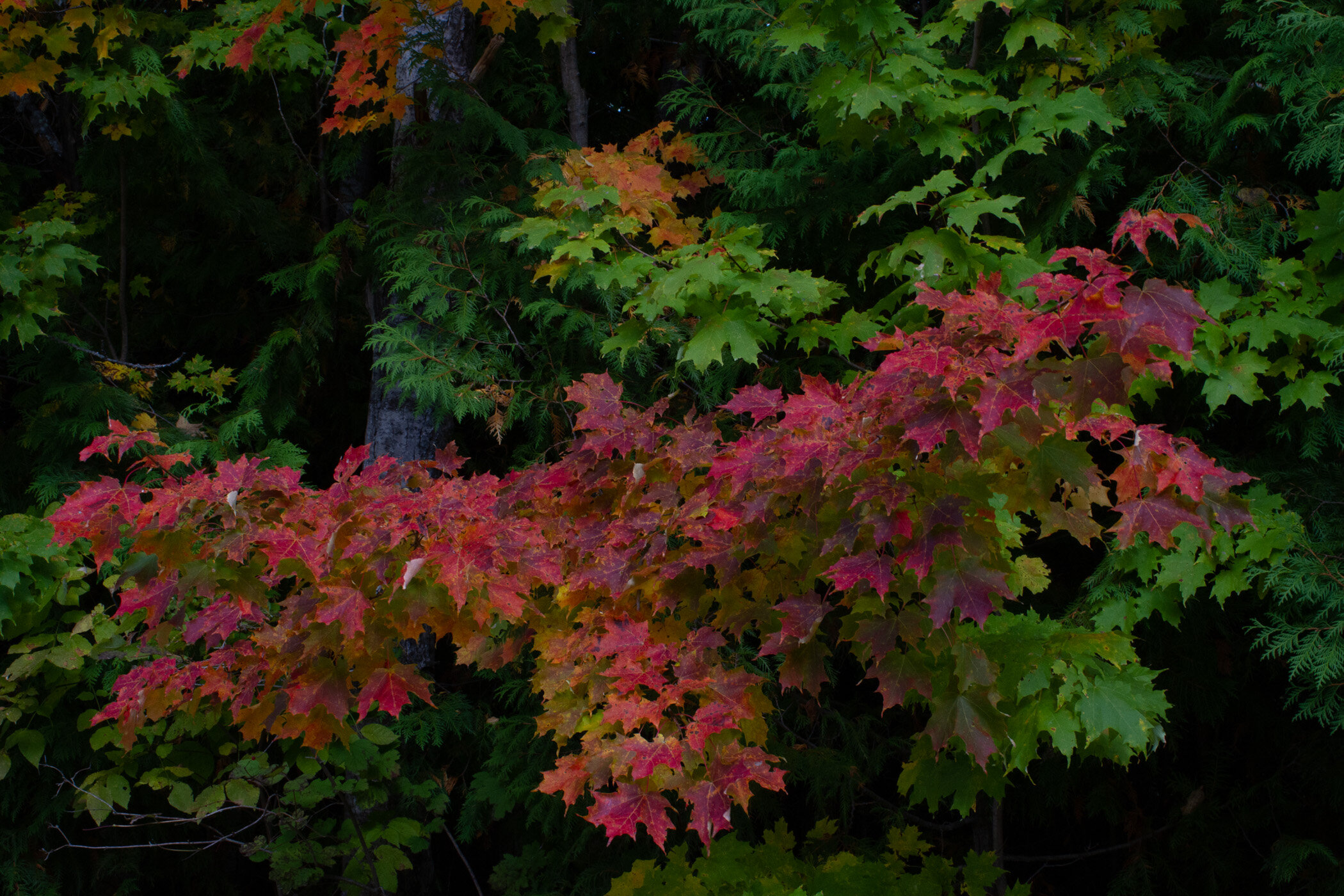 Fall Foliage Original - Phil Waitkus